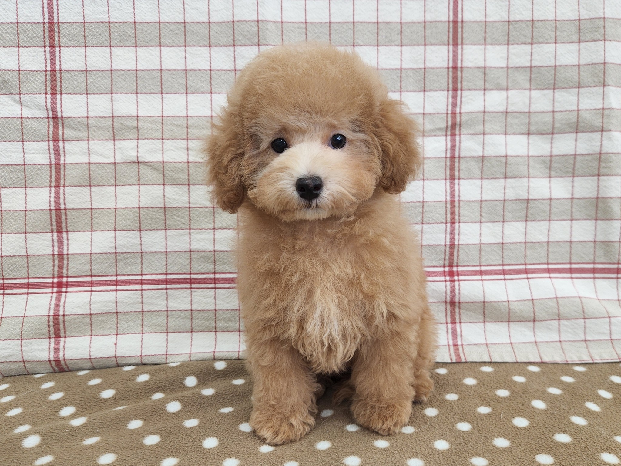 広島県のトイプードル(トイ) (マルエスペット広島段原ショッピングセンター店/2025年10月12日生まれ/男の子/オレンジフォーン)の子犬の1枚目の画像