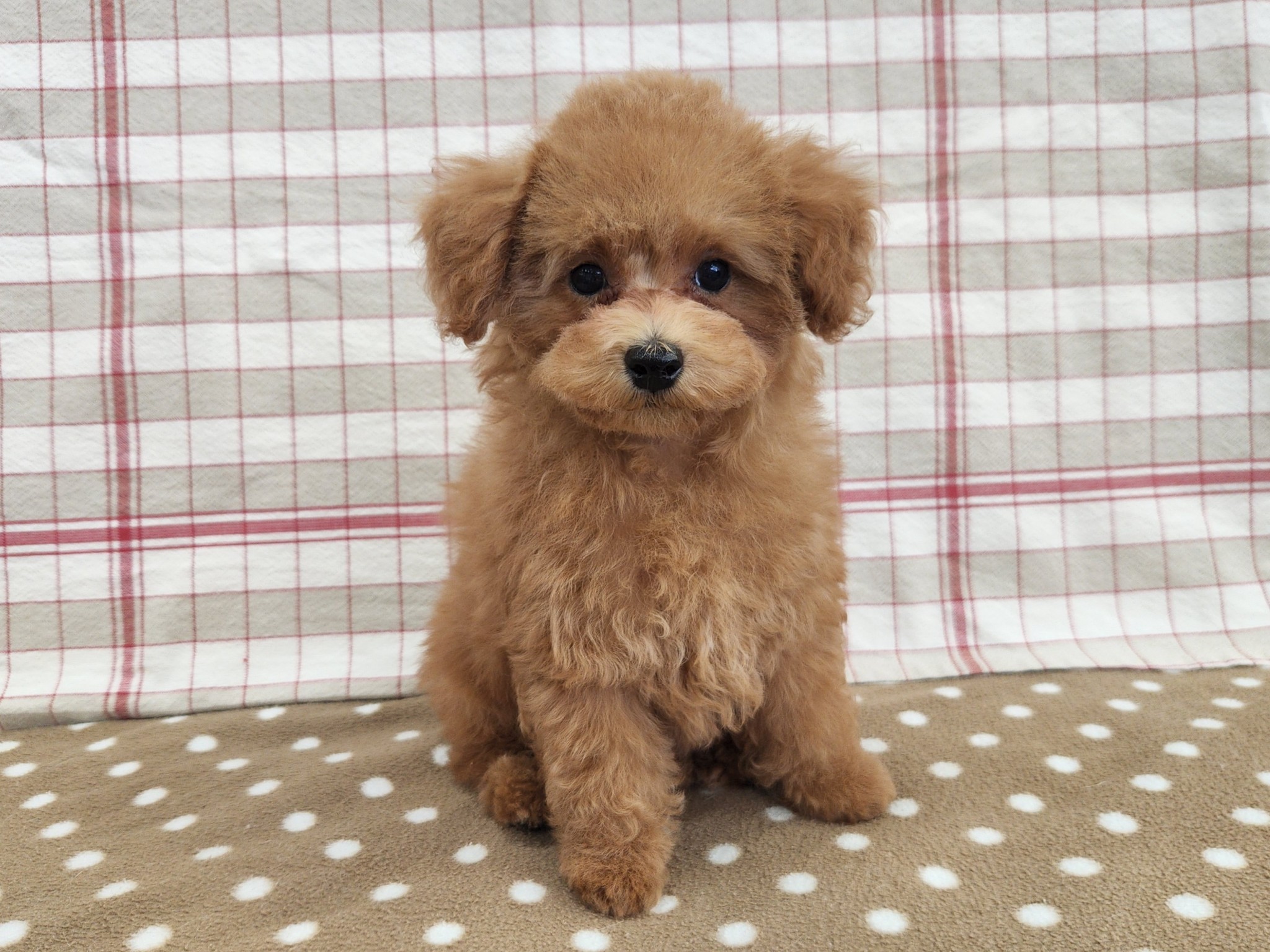 奈良県のトイプードル(トイ) (マルエスペット いかるが店/2025年10月12日生まれ/女の子/レッドフォーン)の子犬の1枚目の画像