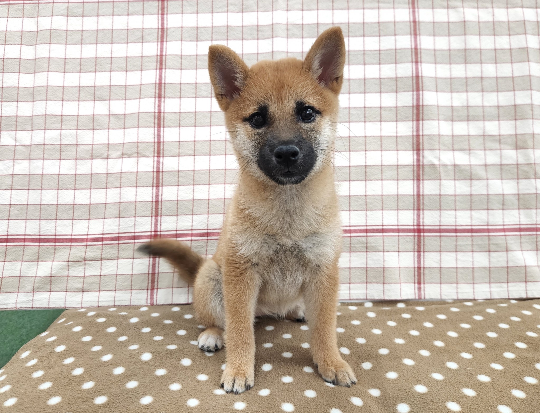 奈良県の柴犬(標準サイズ) (マルエスペット いかるが店/2025年9月22日生まれ/女の子/赤)の子犬の4枚目の画像