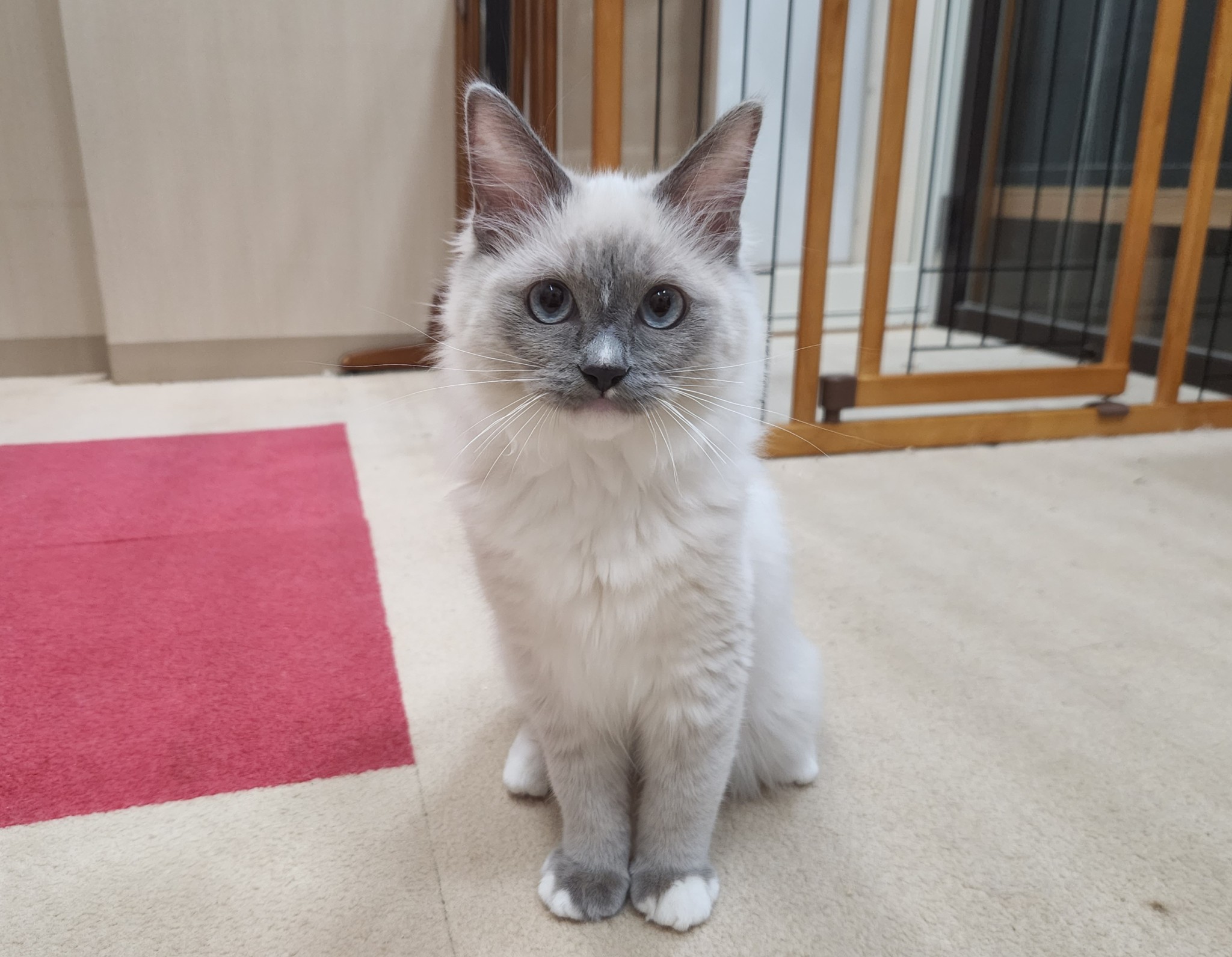 奈良県のラグドール (マルエスペット いかるが店/2025年9月10日生まれ/男の子/ブルーミテッド)の子猫の4枚目の画像