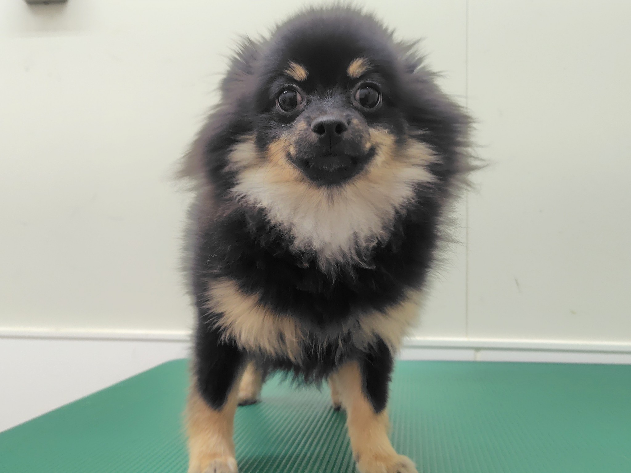 静岡県のポメチワ/チワポメ/ポメチー(ポメラニアン×チワワ) (マルエスペット清水駒越店/2025年6月7日生まれ/女の子/ブラックタン)の子犬の4枚目の画像