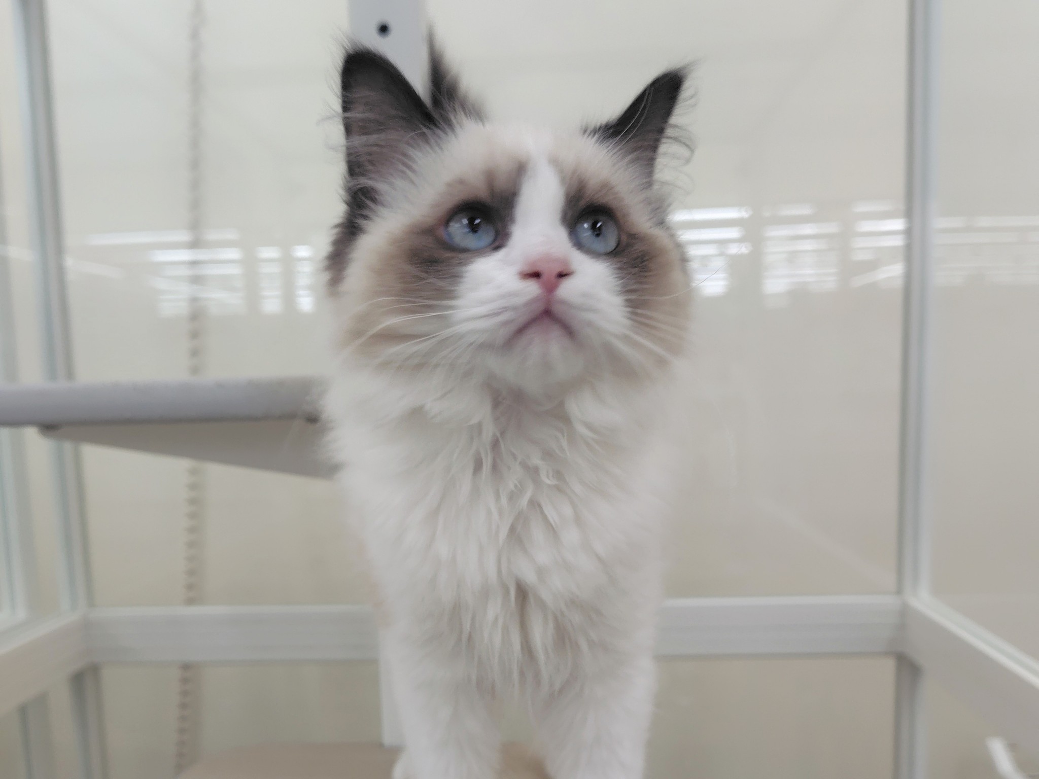 静岡県のラグドール (マルエスペット清水駒越店/2025年7月29日生まれ/男の子/シールポイントバイカラー)の子猫の4枚目の画像