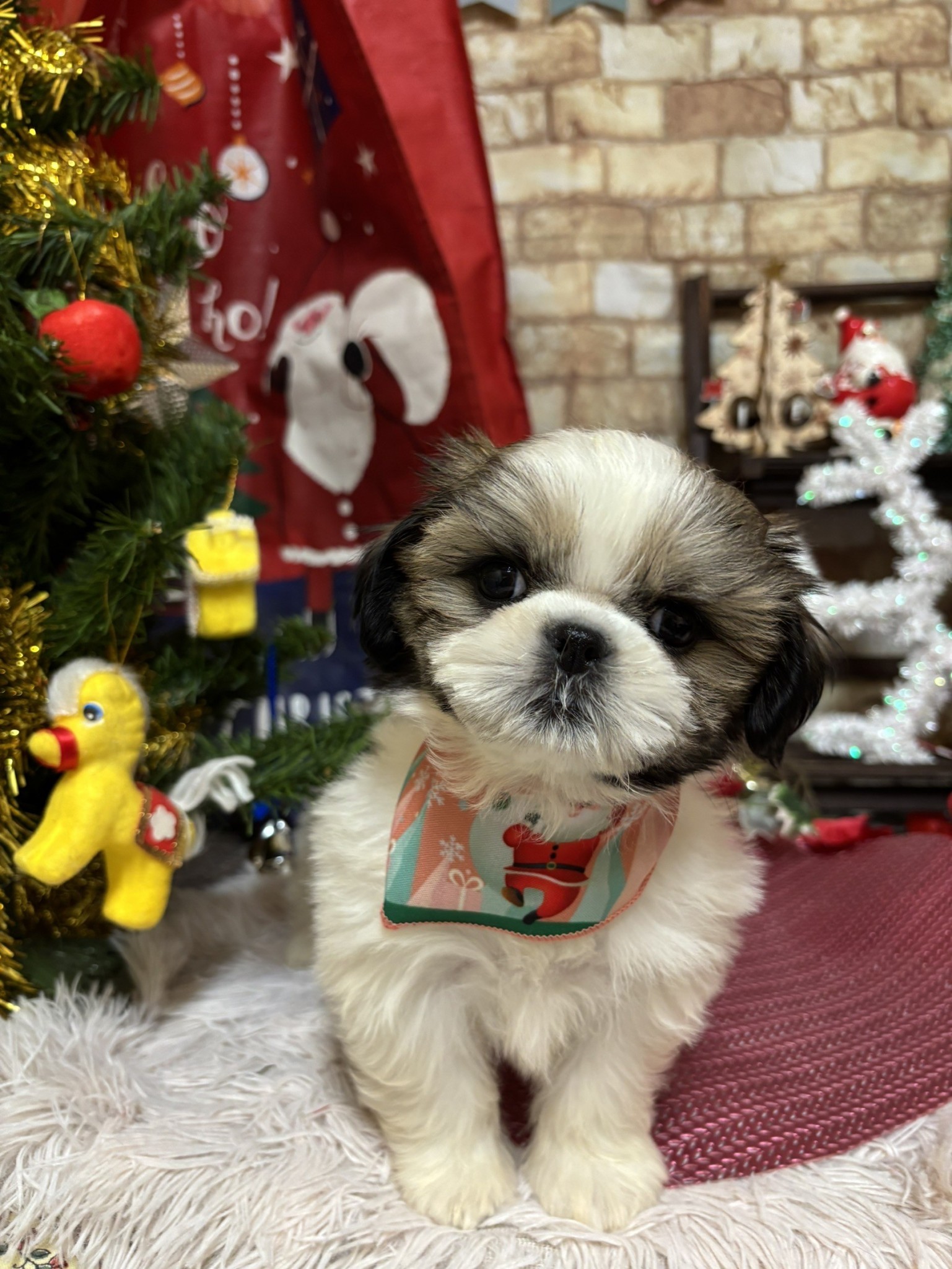 静岡県のシーズー (マルエスペット富士店/2025年10月18日生まれ/女の子/ゴールドホワイト)の子犬の4枚目の画像