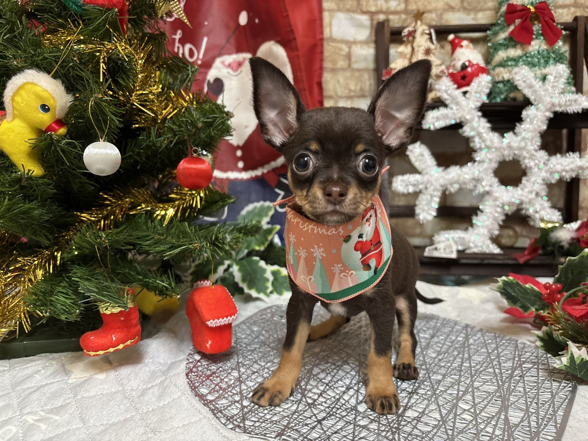 静岡県のハーフ犬・ミックス犬 (マルエスペット富士店/2025年10月9日生まれ/女の子/チョコレートタン)の子犬の4枚目の画像