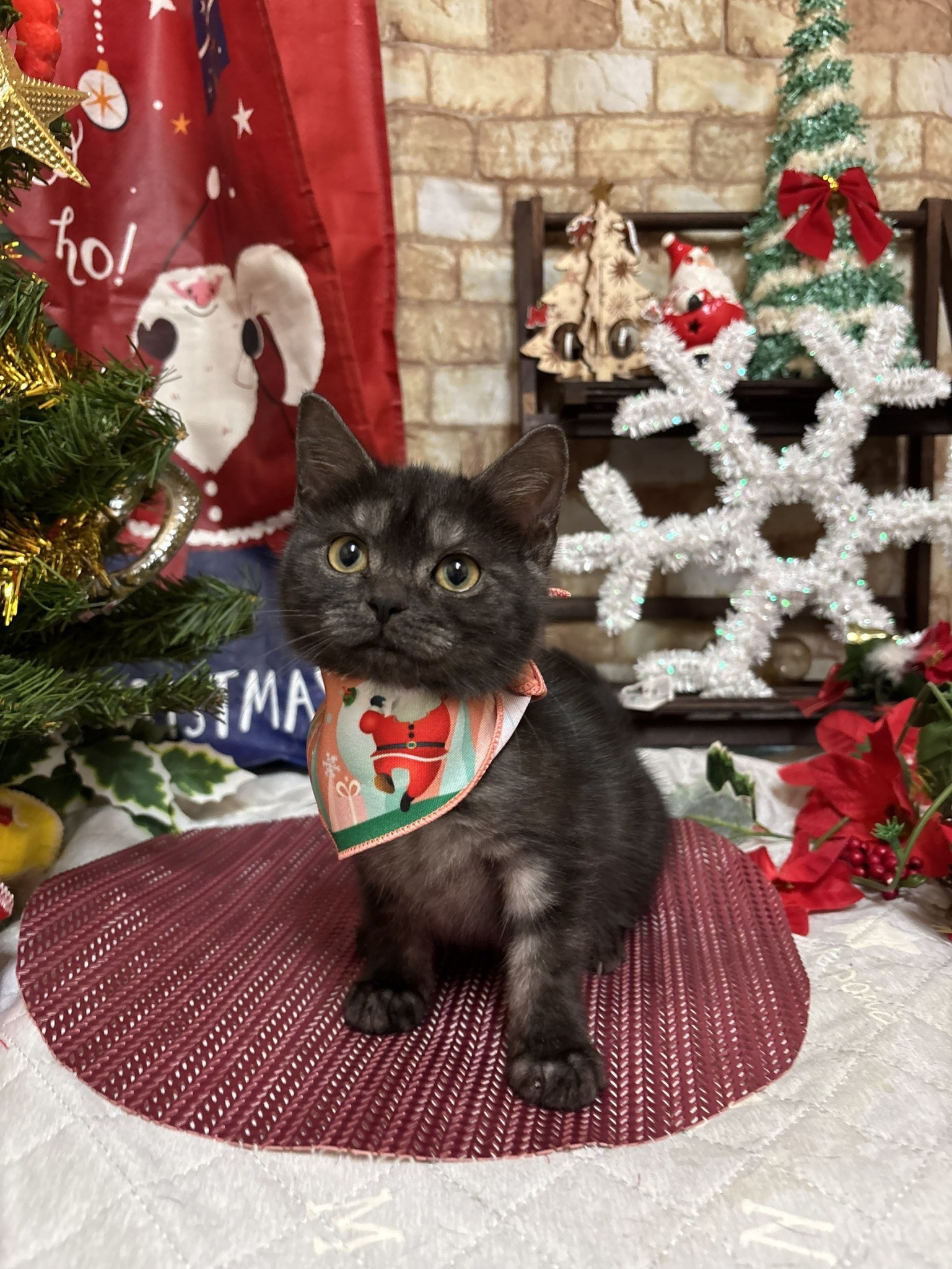 静岡県のアメリカンショートヘアー (マルエスペット富士店/2025年9月1日生まれ/女の子/ブラックスモーク)の子猫の4枚目の画像