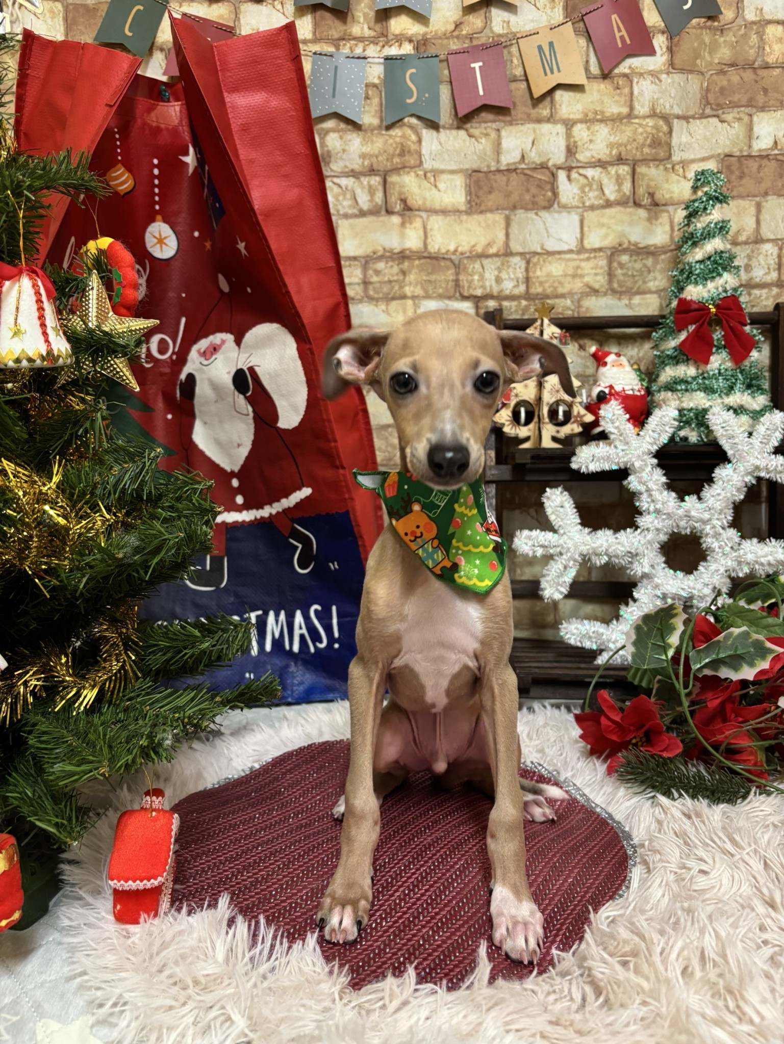 静岡県のイタリアングレーハウンド (マルエスペット富士店/2025年10月10日生まれ/男の子/フォーンホワイト)の子犬の4枚目の画像