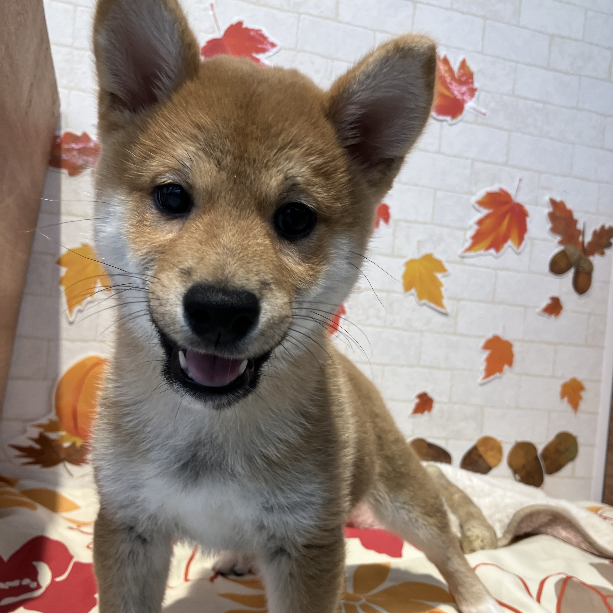 奈良県の豆柴 (ペットアミ生駒店/2025年8月23日生まれ/男の子/赤)の子犬の4枚目の画像