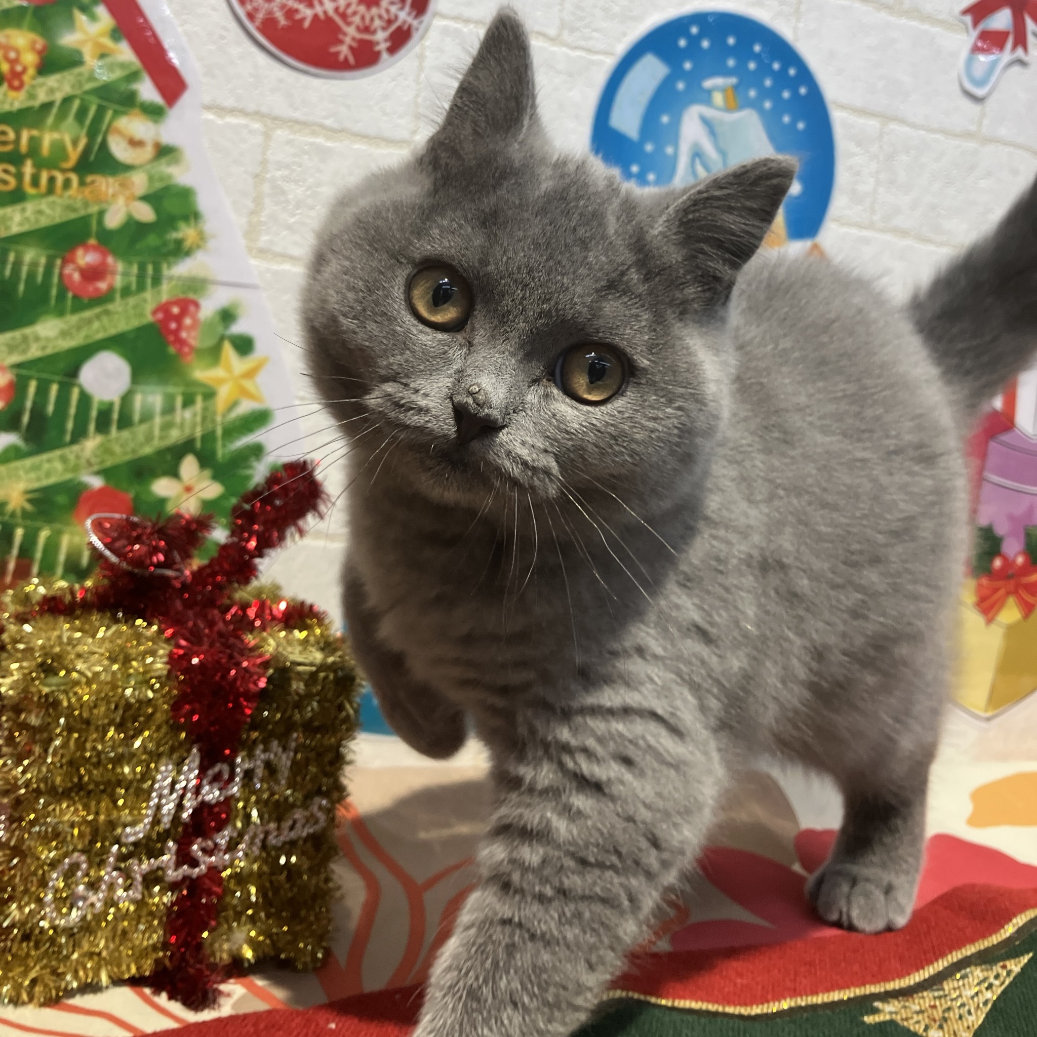 奈良県のブリティッシュショートヘアー (ペットアミ生駒店/2025年8月21日生まれ/男の子/ブルー)の子猫の4枚目の画像