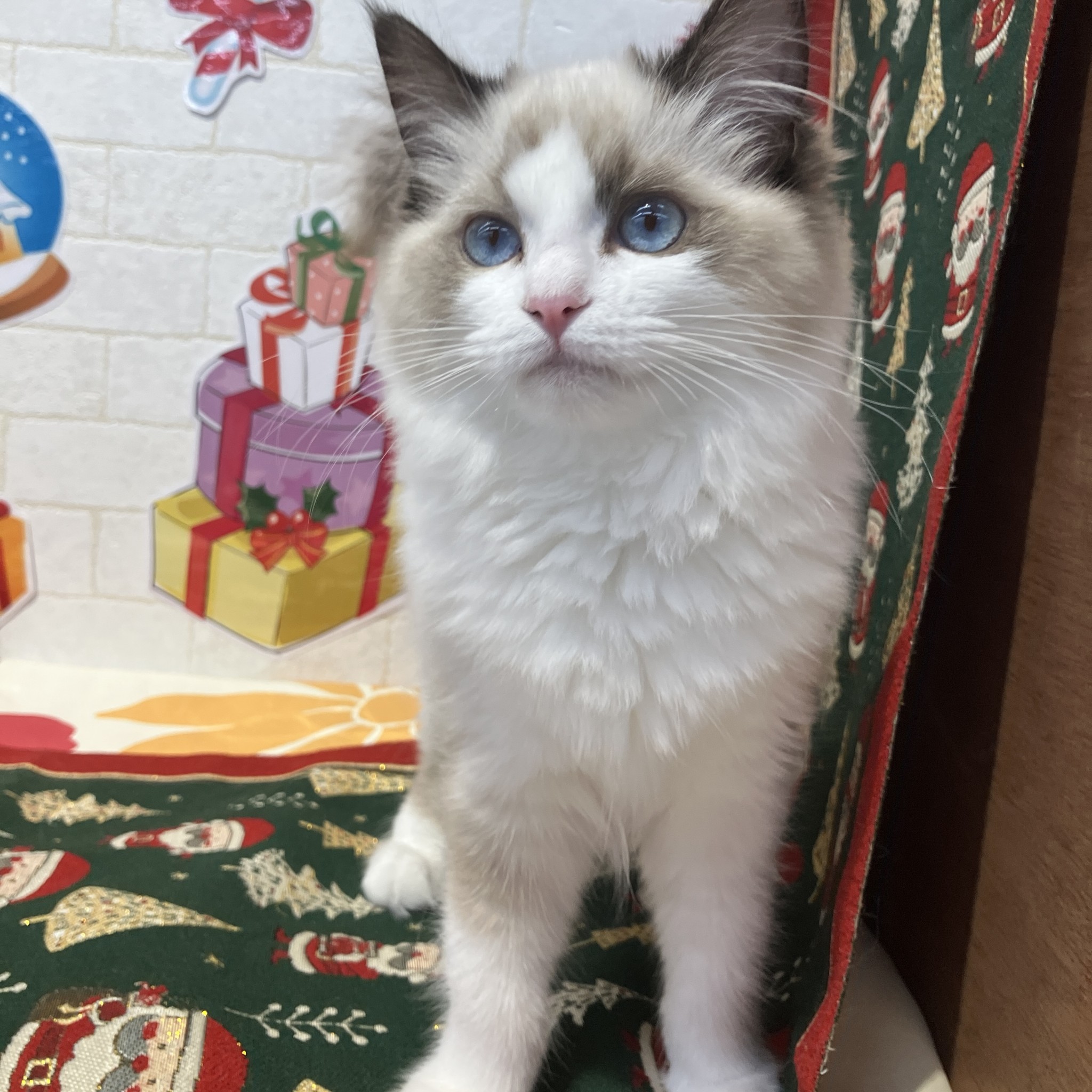 奈良県のラグドール (ペットアミ生駒店/2025年7月6日生まれ/女の子/シールポイントバイカラー)の子猫の4枚目の画像