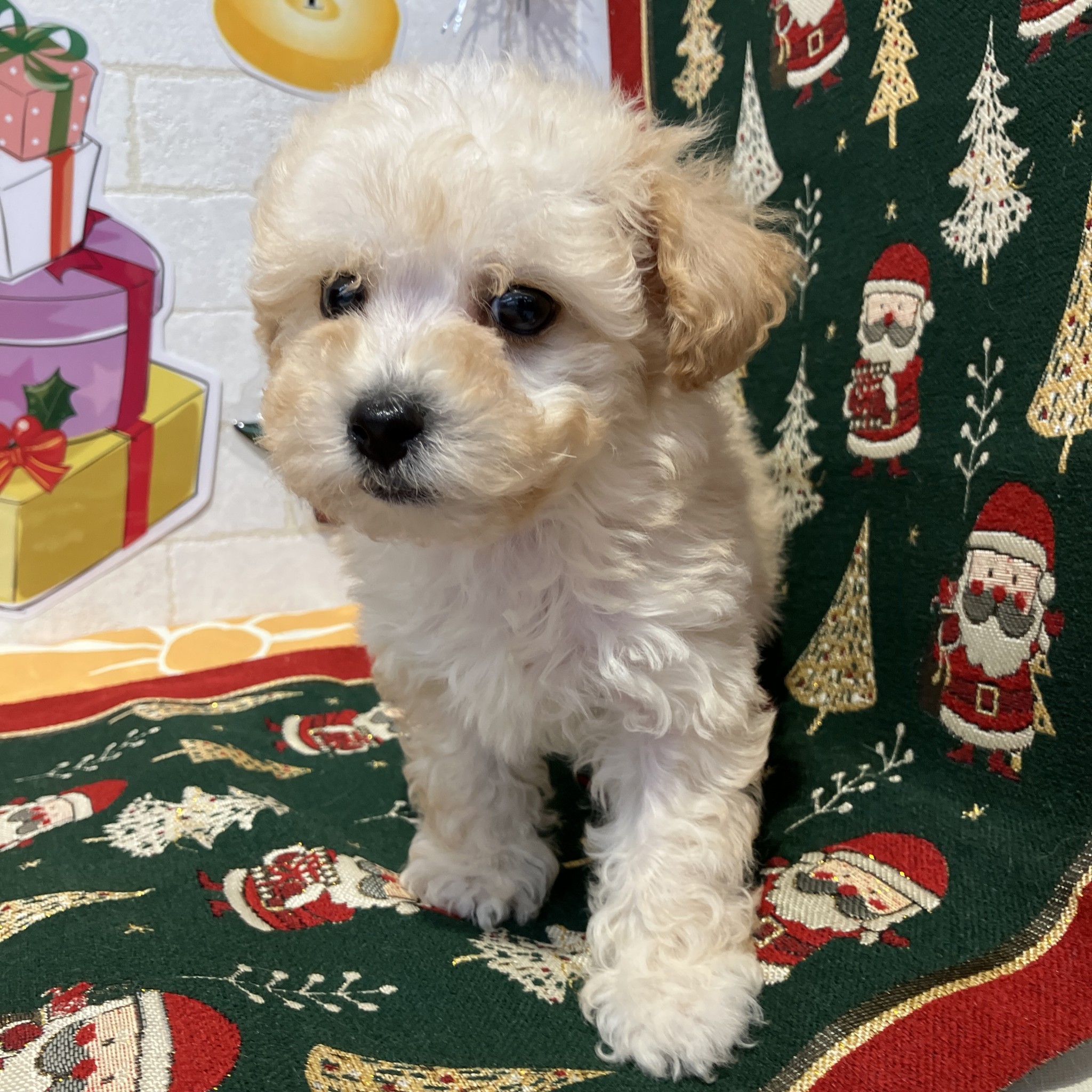 奈良県のビションプー(ビションフリーゼ×プードル) (ペットアミ生駒店/2025年10月12日生まれ/男の子/クリーム)の子犬の4枚目の画像