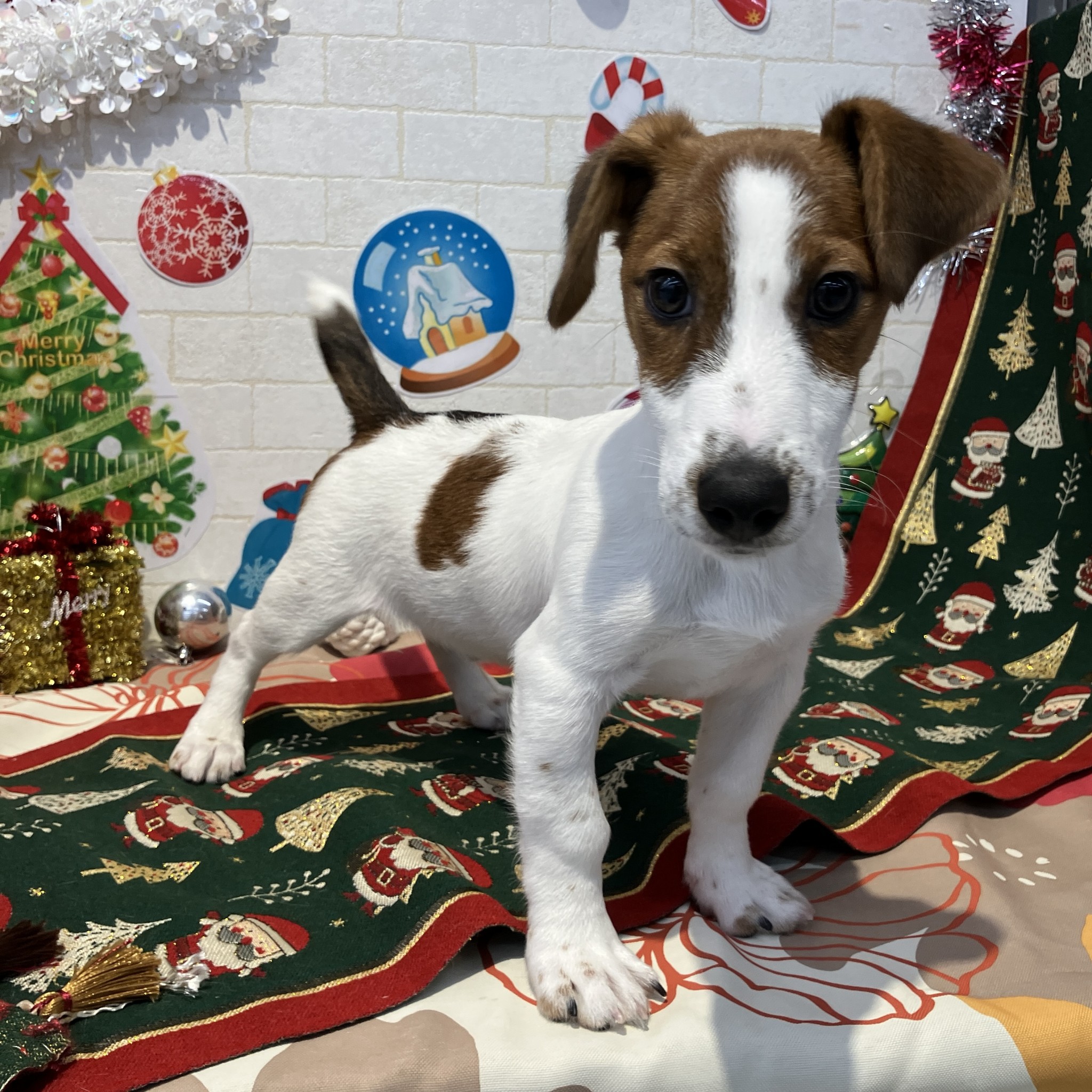 奈良県のジャックラッセルテリア (ペットアミ生駒店/2025年8月13日生まれ/男の子/ホワイトタン)の子犬の4枚目の画像