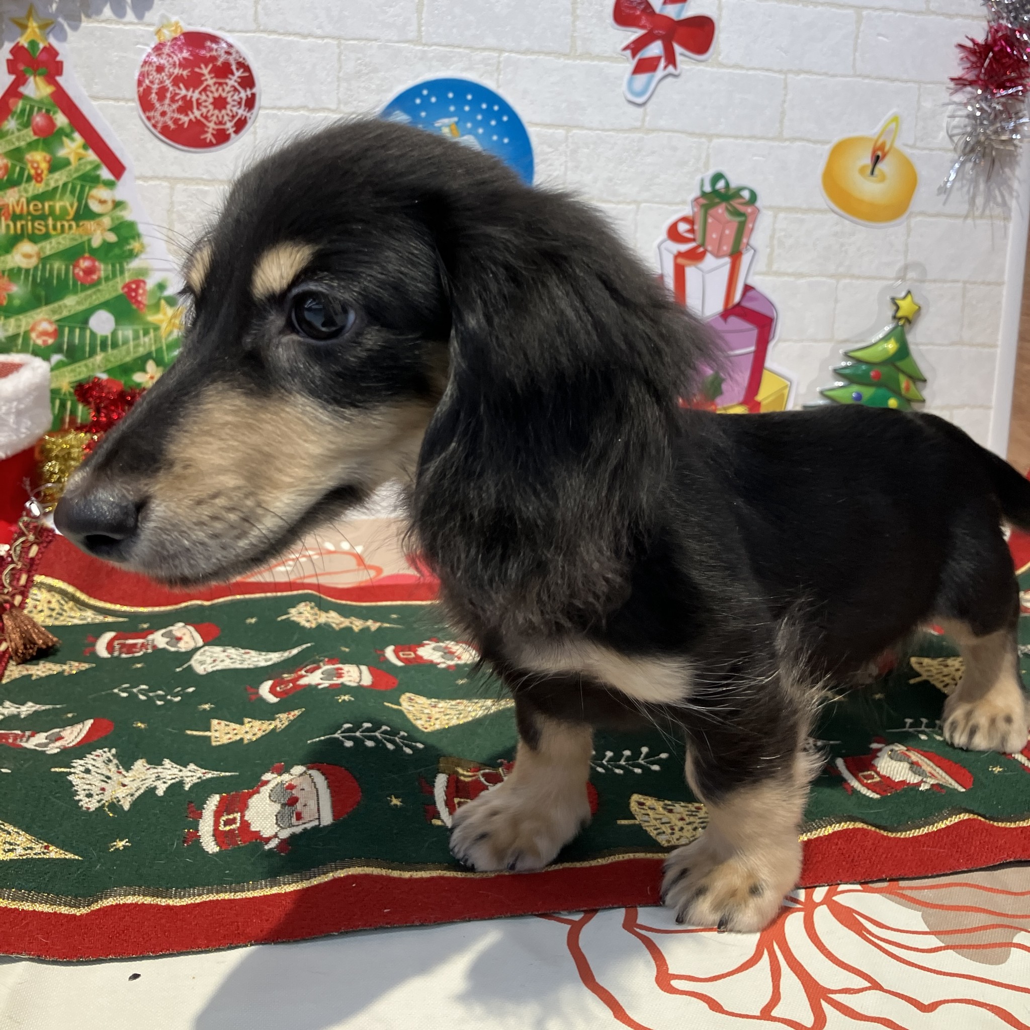 奈良県のミニチュアダックスフンド(ロング) (ペットアミ生駒店/2025年8月1日生まれ/男の子/ブラックイエロー)の子犬の3枚目の画像