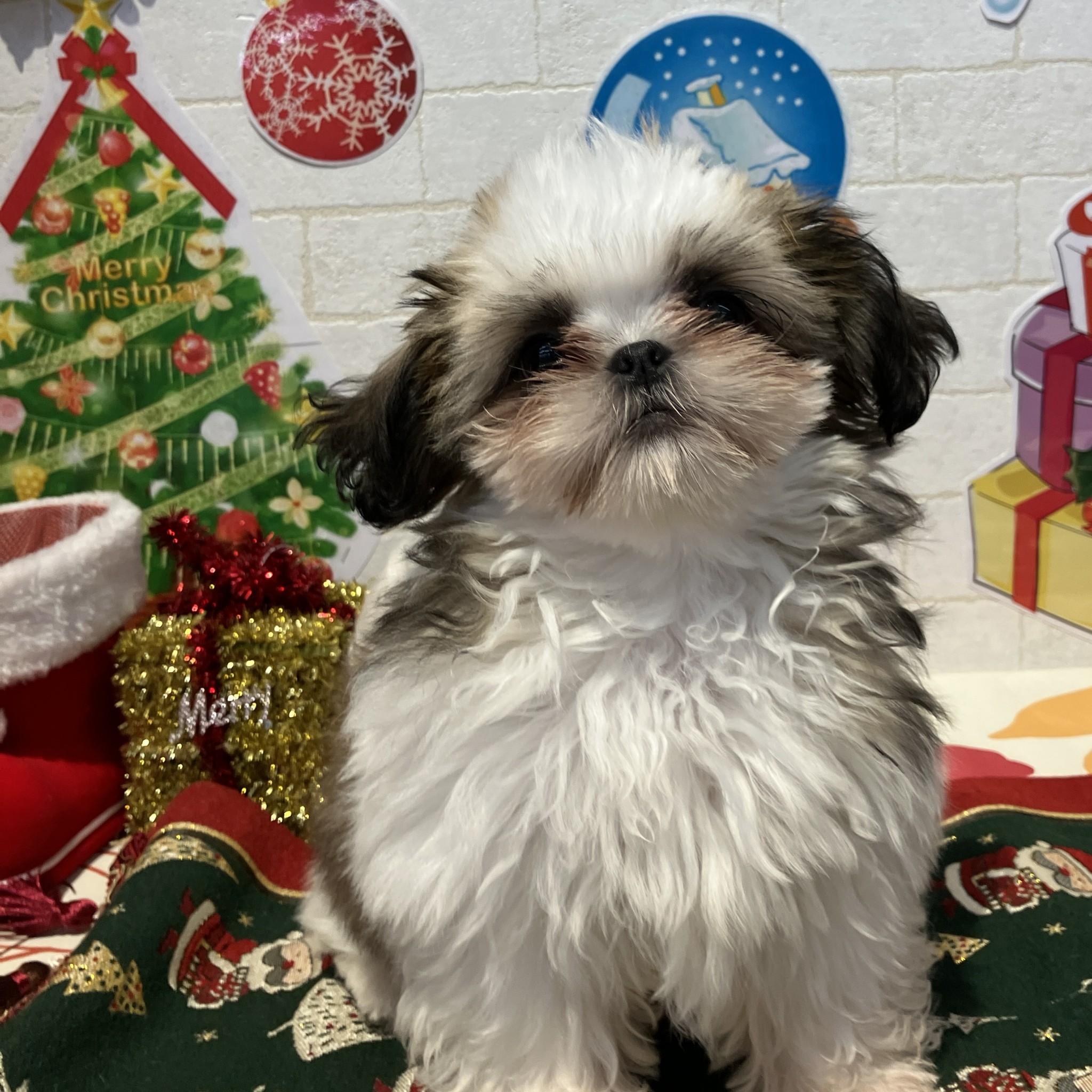 奈良県のシーズー (ペットアミ生駒店/2025年9月5日生まれ/女の子/ゴールドホワイト)の子犬の4枚目の画像