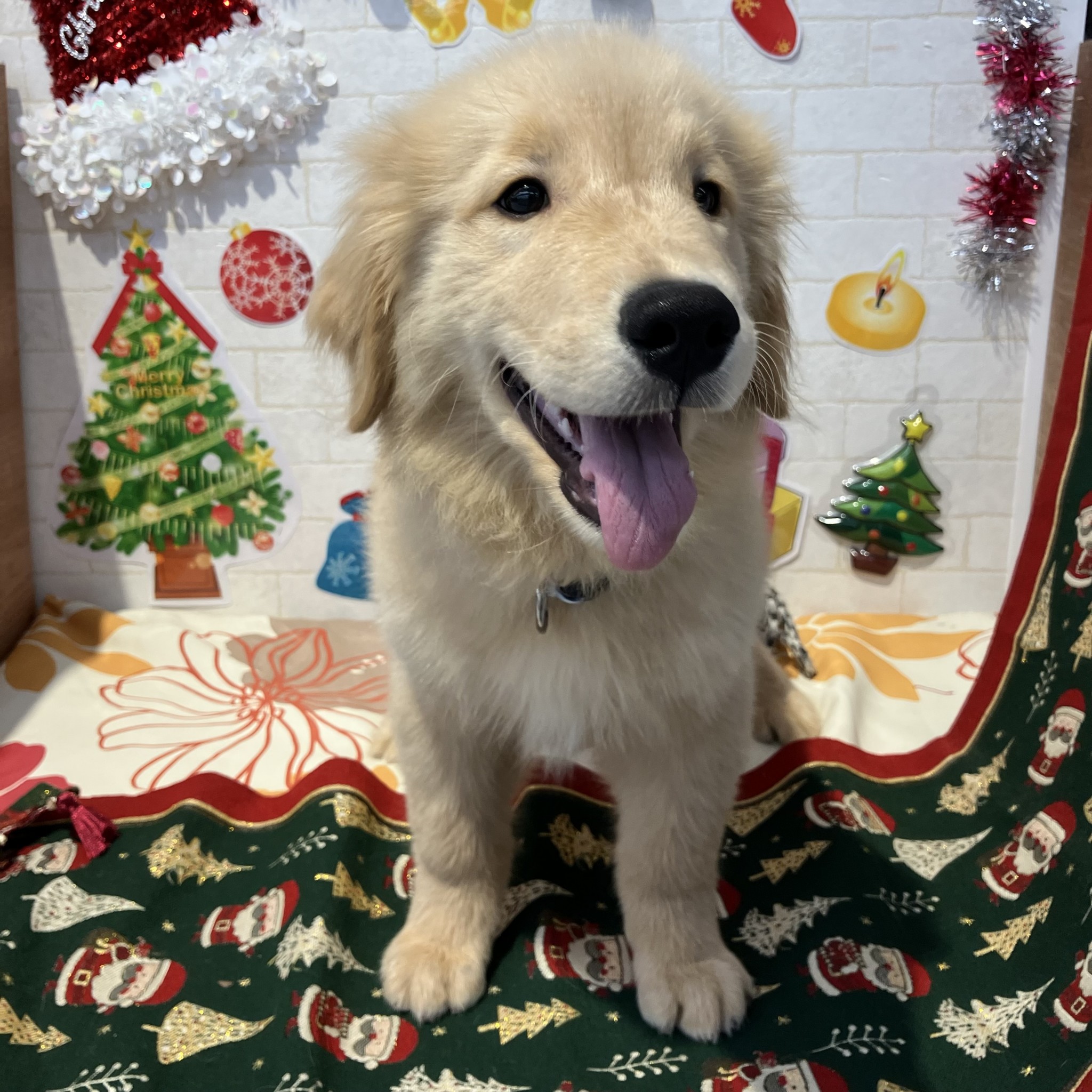 奈良県のゴールデンレトリバー (ペットアミ生駒店/2025年9月8日生まれ/男の子/ゴールデン)の子犬の4枚目の画像