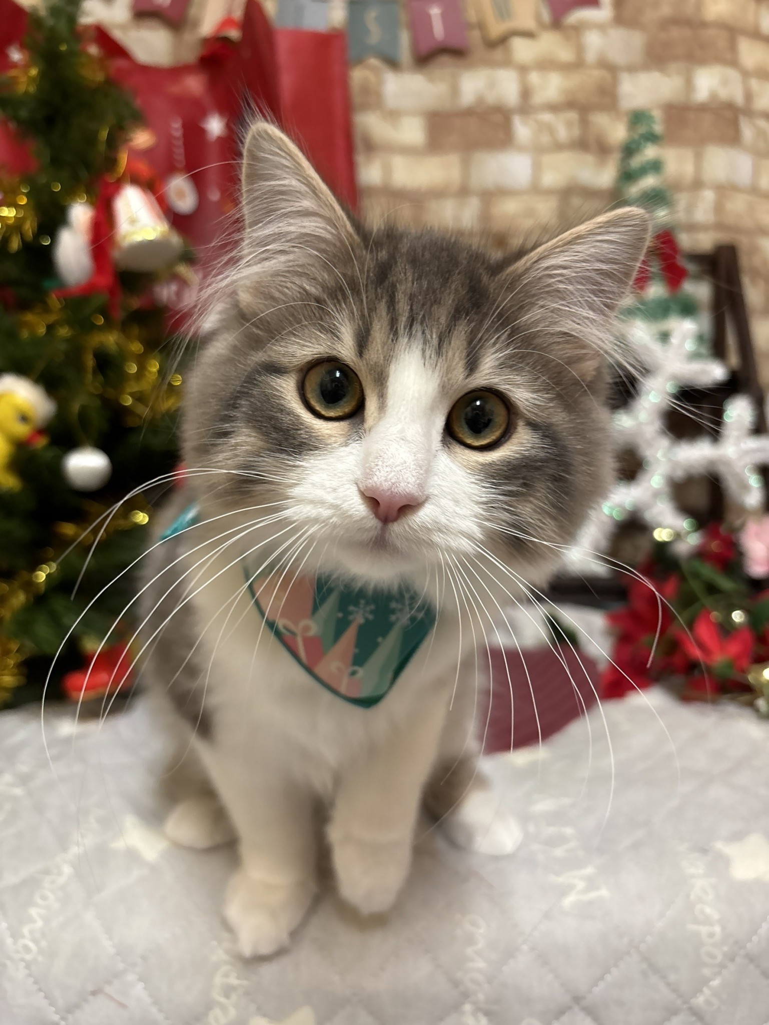 静岡県のサイベリアン (マルエスペット富士店/2025年8月3日生まれ/男の子/ブルータビーホワイト)の子猫の4枚目の画像