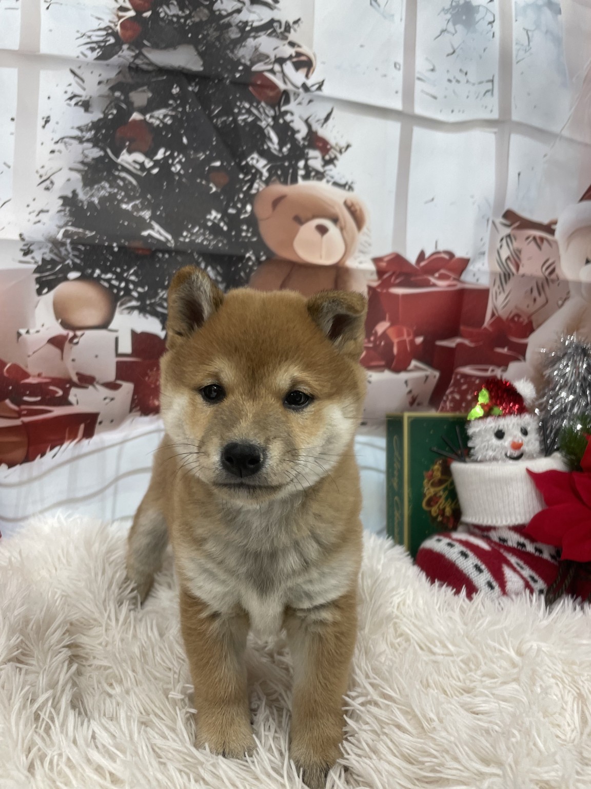 静岡県の豆柴 (マルエスペット富士見台店/2025年10月13日生まれ/女の子/赤)の子犬の4枚目の画像