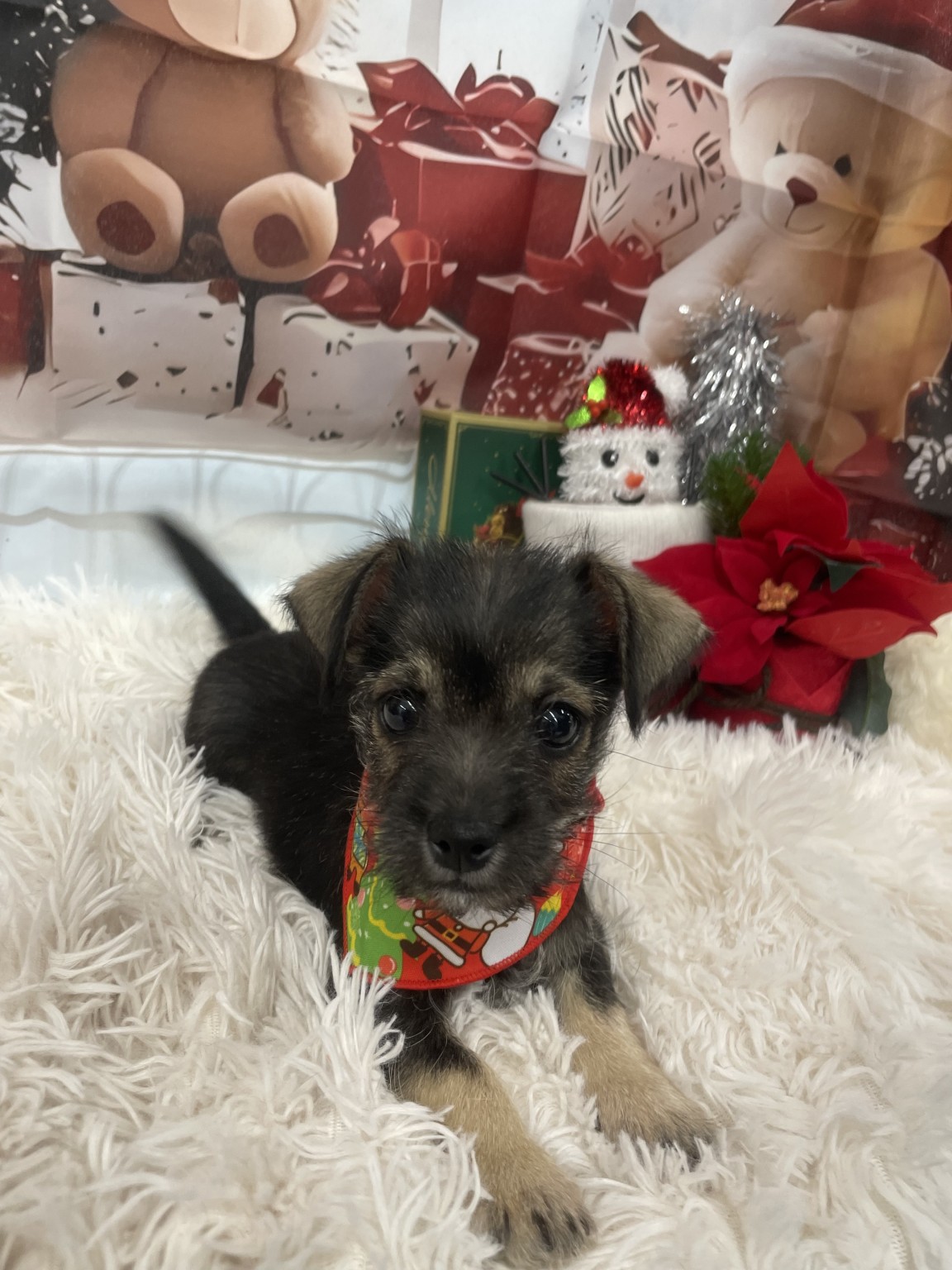 静岡県のハーフ犬・ミックス犬 (マルエスペット富士見台店/2025年10月9日生まれ/男の子/ワイルドボアー)の子犬の4枚目の画像