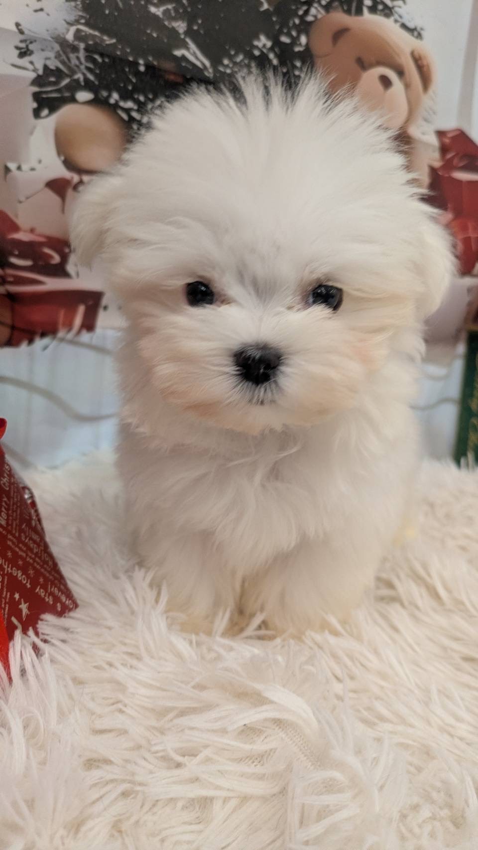 静岡県のマルチーズ (マルエスペット富士見台店/2025年9月27日生まれ/男の子/ホワイト)の子犬の4枚目の画像