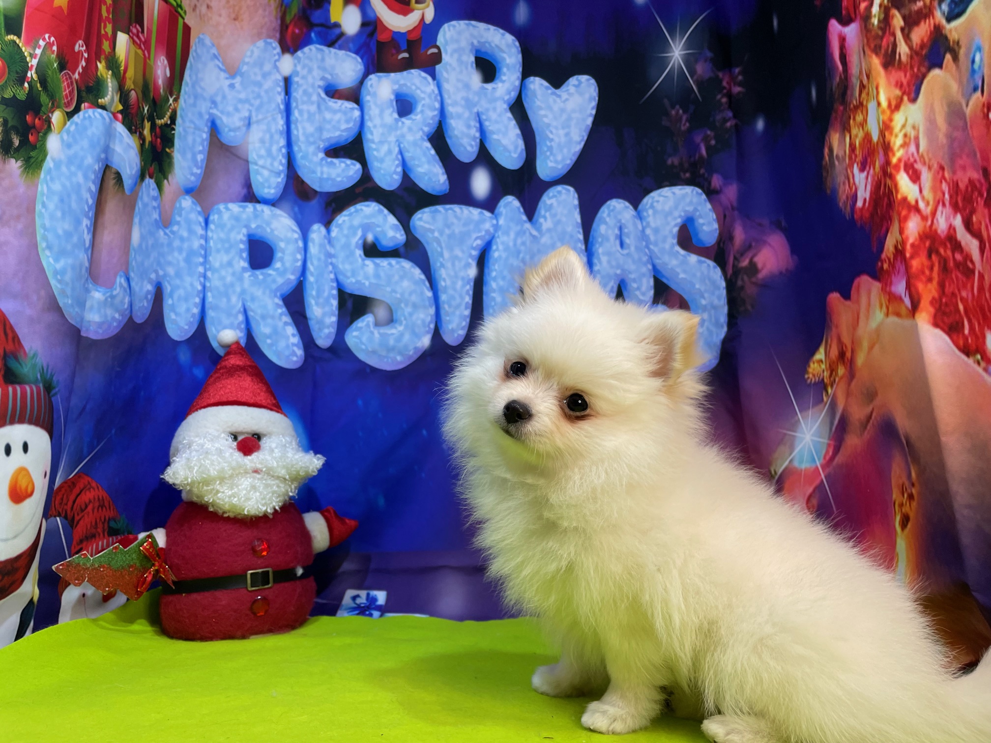 奈良県のポメチワ/チワポメ/ポメチー(ポメラニアン×チワワ) (マルエスペット ヒルステップ生駒店/2025年9月27日生まれ/男の子/クリーム)の子犬の4枚目の画像