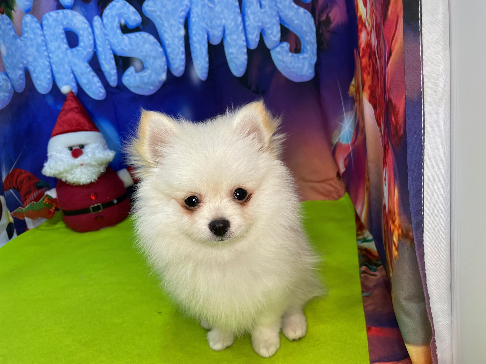 奈良県のポメチワ/チワポメ/ポメチー(ポメラニアン×チワワ) (マルエスペット ヒルステップ生駒店/2025年9月27日生まれ/男の子/クリーム)の子犬の1枚目の画像