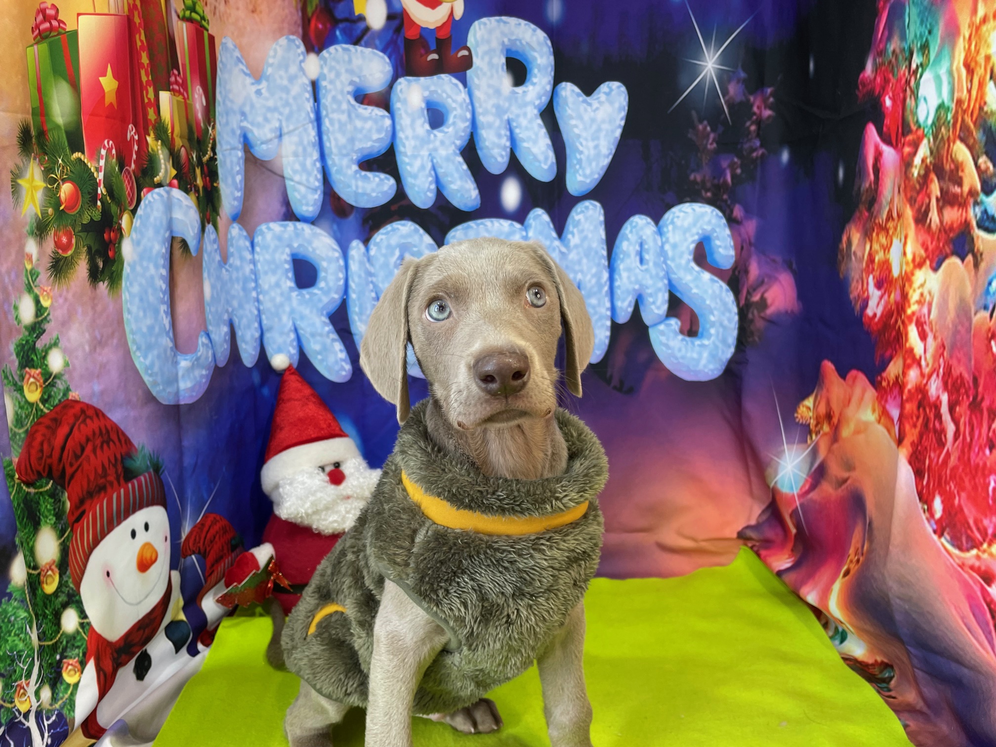 奈良県のワイマラナー (マルエスペット ヒルステップ生駒店/2025年10月11日生まれ/男の子/グレー)の子犬の4枚目の画像