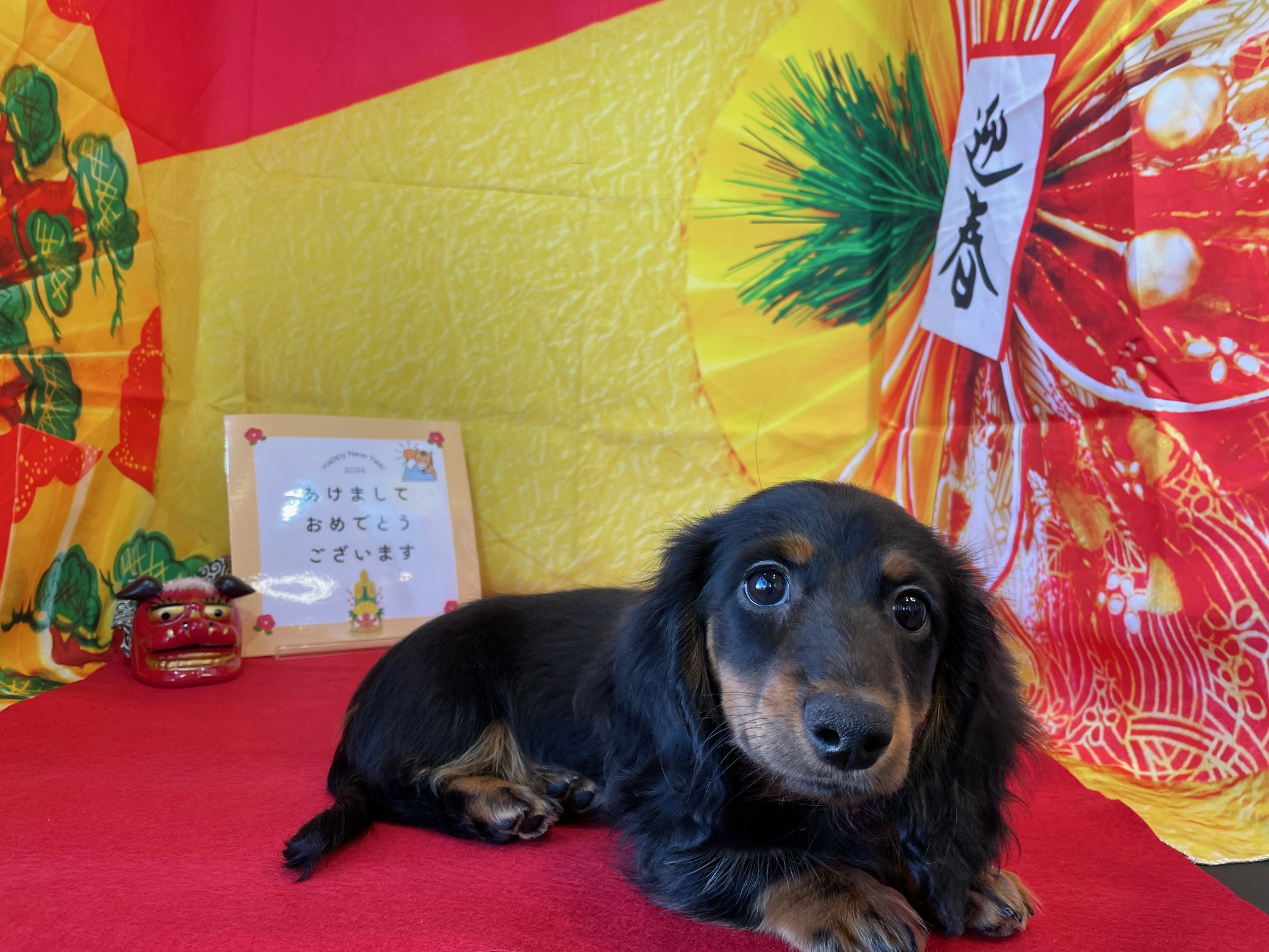 奈良県のミニチュアダックスフンド(ロング) (マルエスペット ヒルステップ生駒店/2025年10月8日生まれ/男の子/ブラックタン)の子犬の4枚目の画像