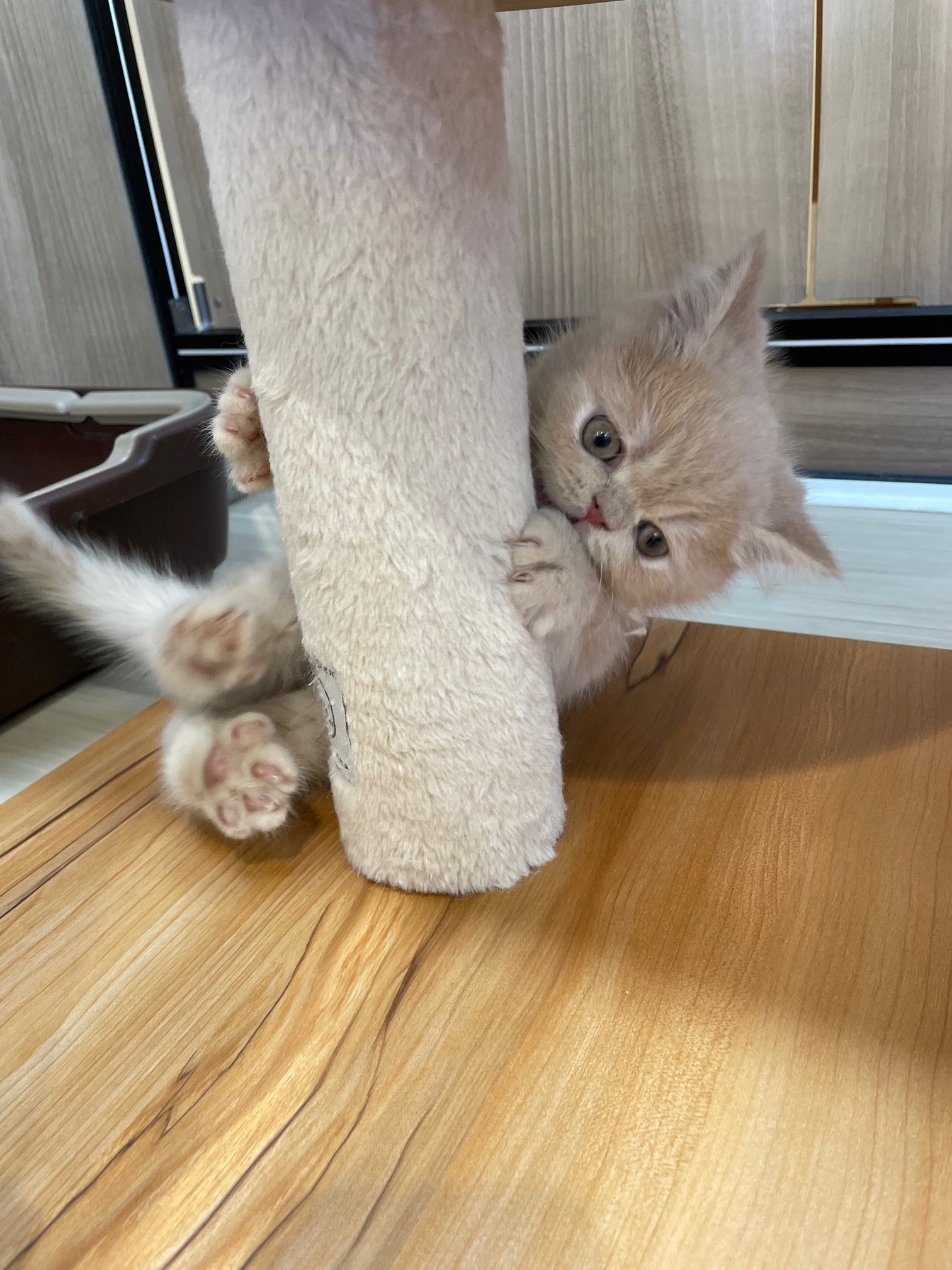 奈良県のエキゾチック (マルエスペット ヒルステップ生駒店/2025年10月27日生まれ/男の子/クリームタビー)の子猫の4枚目の画像