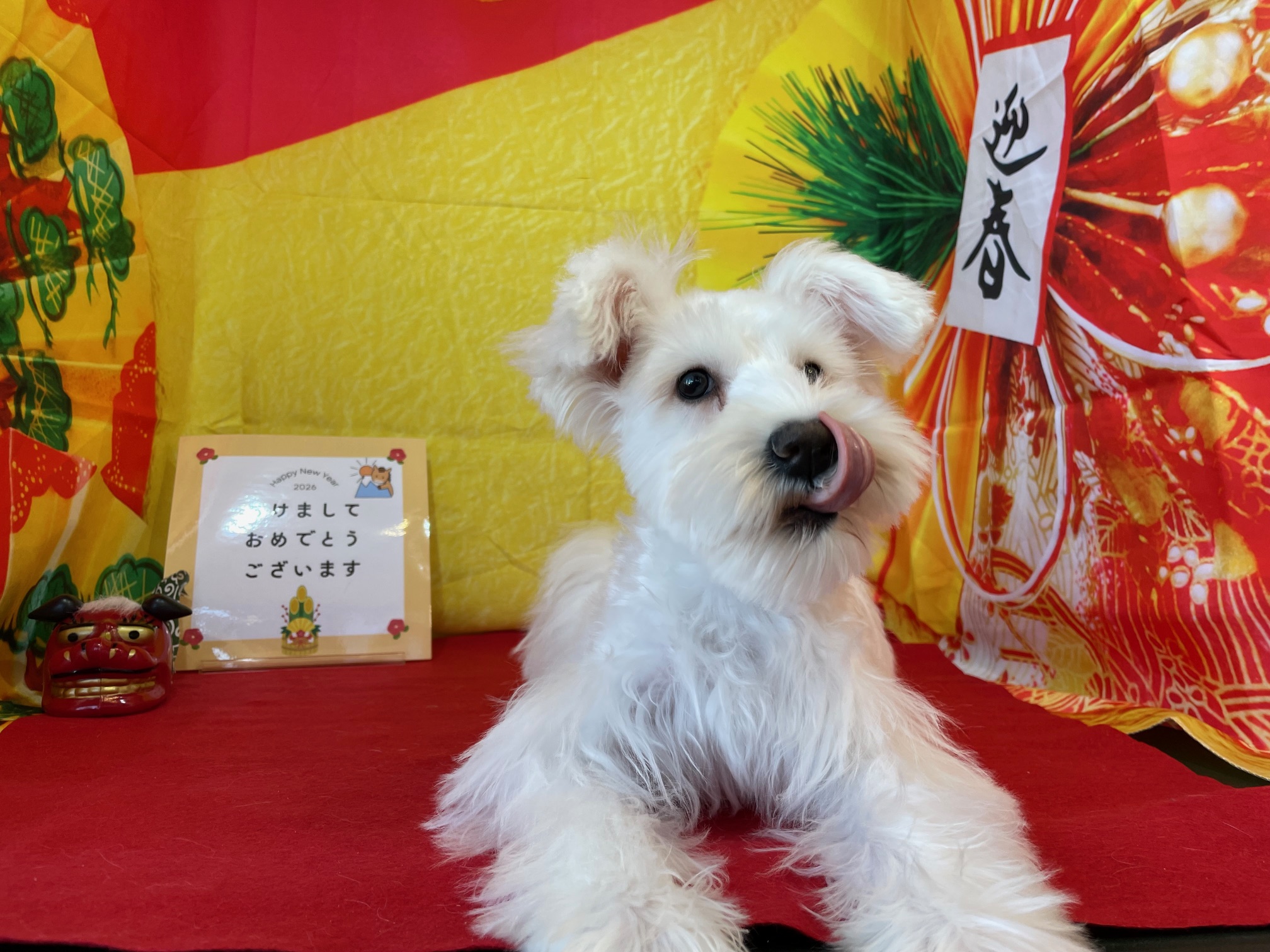 奈良県のミニチュアシュナウザー (マルエスペット ヒルステップ生駒店/2025年8月9日生まれ/女の子/ホワイト)の子犬の4枚目の画像