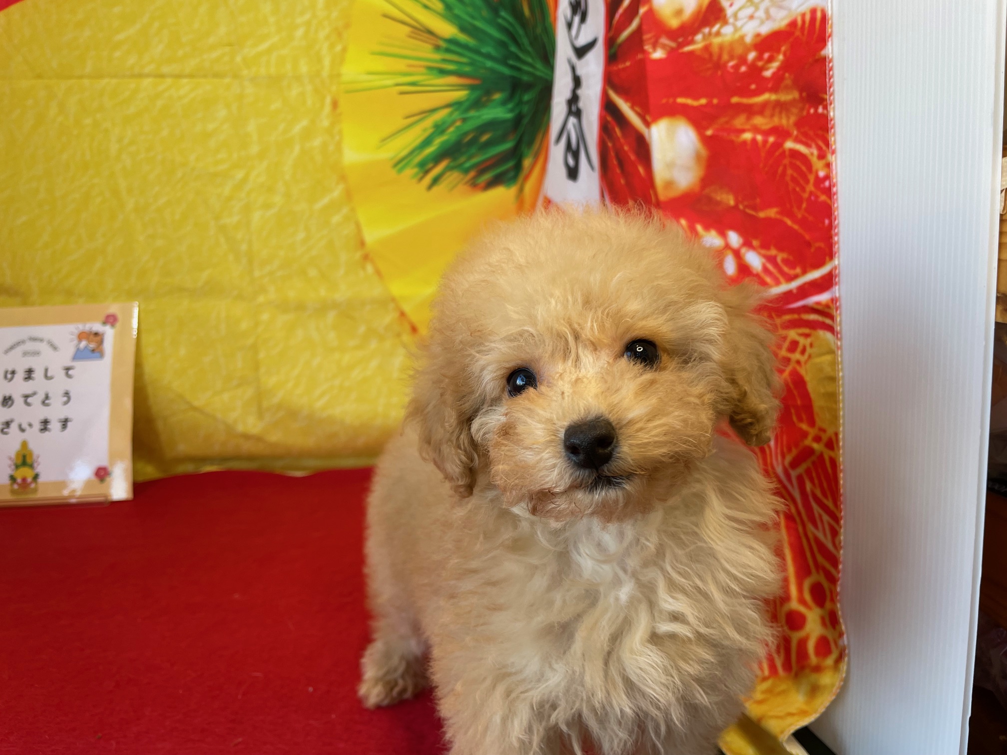 奈良県のトイプードル(トイ) (マルエスペット ヒルステップ生駒店/2025年10月18日生まれ/女の子/アプリコット)の子犬の4枚目の画像