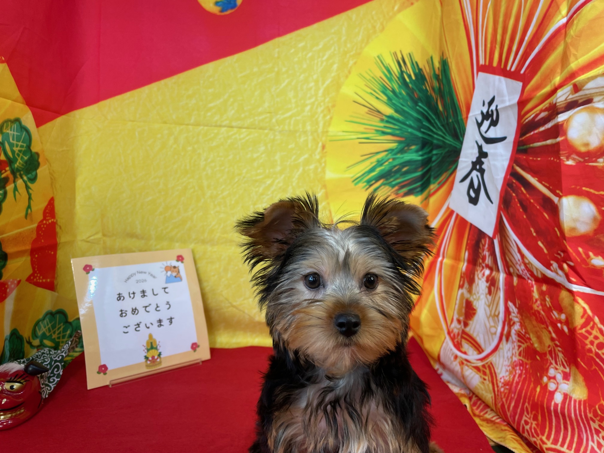 奈良県のヨークシャーテリア (マルエスペット ヒルステップ生駒店/2025年10月6日生まれ/男の子/スチールブルータン)の子犬の4枚目の画像