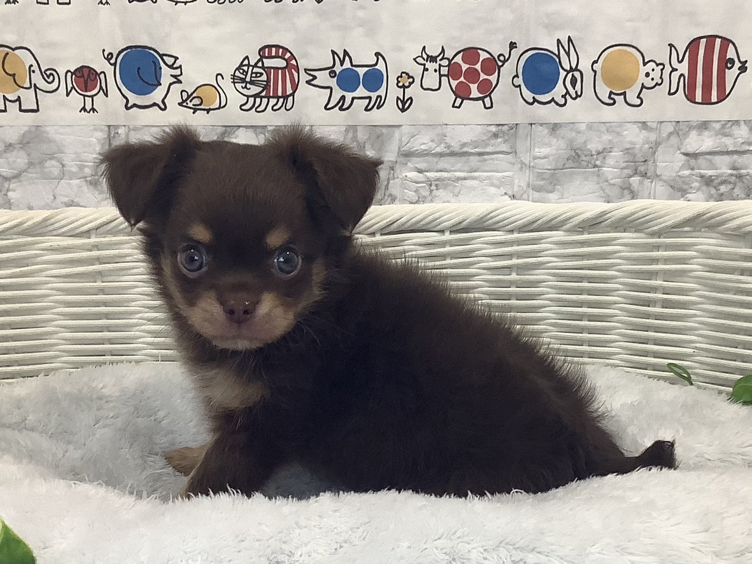 奈良県のチワワ(ロング) (マルエスペット いかるが店/2025年10月6日生まれ/女の子/チョコレートタン)の子犬の2枚目の画像