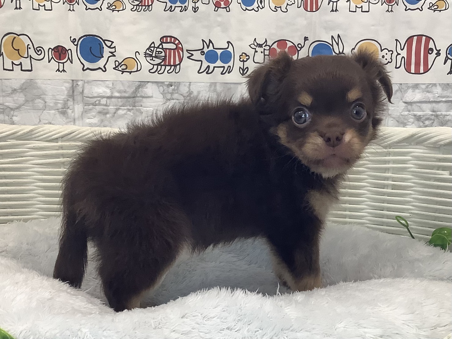 奈良県のチワワ(ロング) (マルエスペット いかるが店/2025年10月6日生まれ/女の子/チョコレートタン)の子犬の3枚目の画像