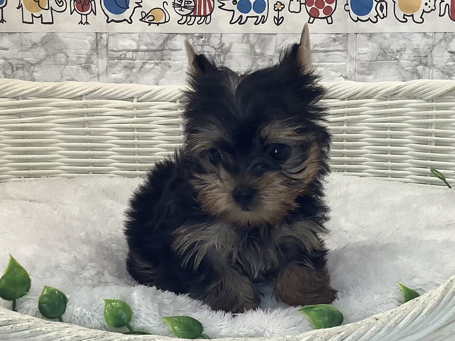奈良県のヨークシャーテリア (マルエスペット いかるが店/2025年10月6日生まれ/女の子/スチールブルータン)の子犬の1枚目の画像