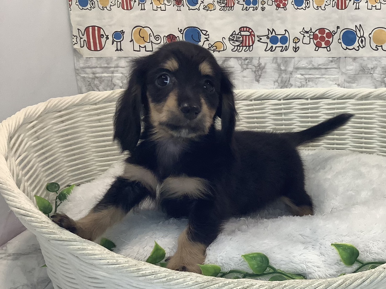 奈良県のミニチュアダックスフンド(ロング) (マルエスペット いかるが店/2025年10月6日生まれ/男の子/ブラックイエロー)の子犬の2枚目の画像