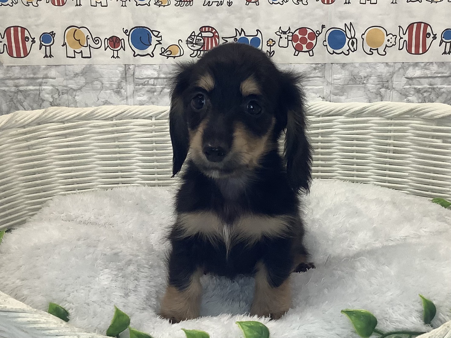 奈良県のミニチュアダックスフンド(ロング) (マルエスペット いかるが店/2025年10月6日生まれ/男の子/ブラックイエロー)の子犬の1枚目の画像