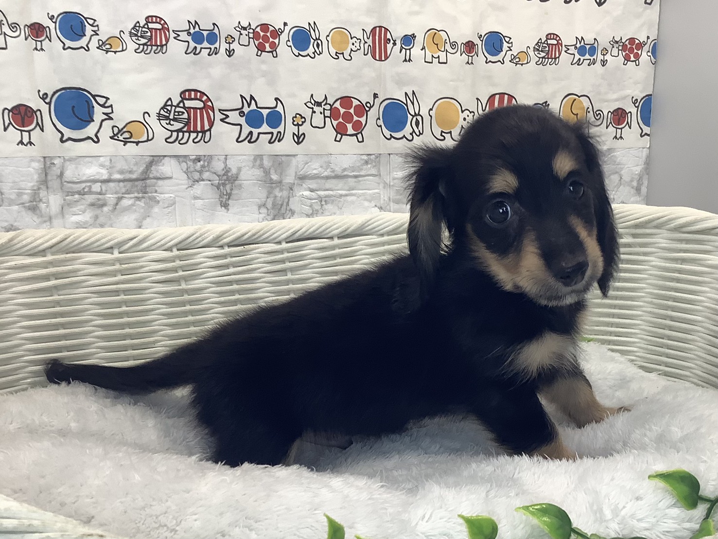 奈良県のミニチュアダックスフンド(ロング) (マルエスペット いかるが店/2025年10月6日生まれ/男の子/ブラックイエロー)の子犬の3枚目の画像