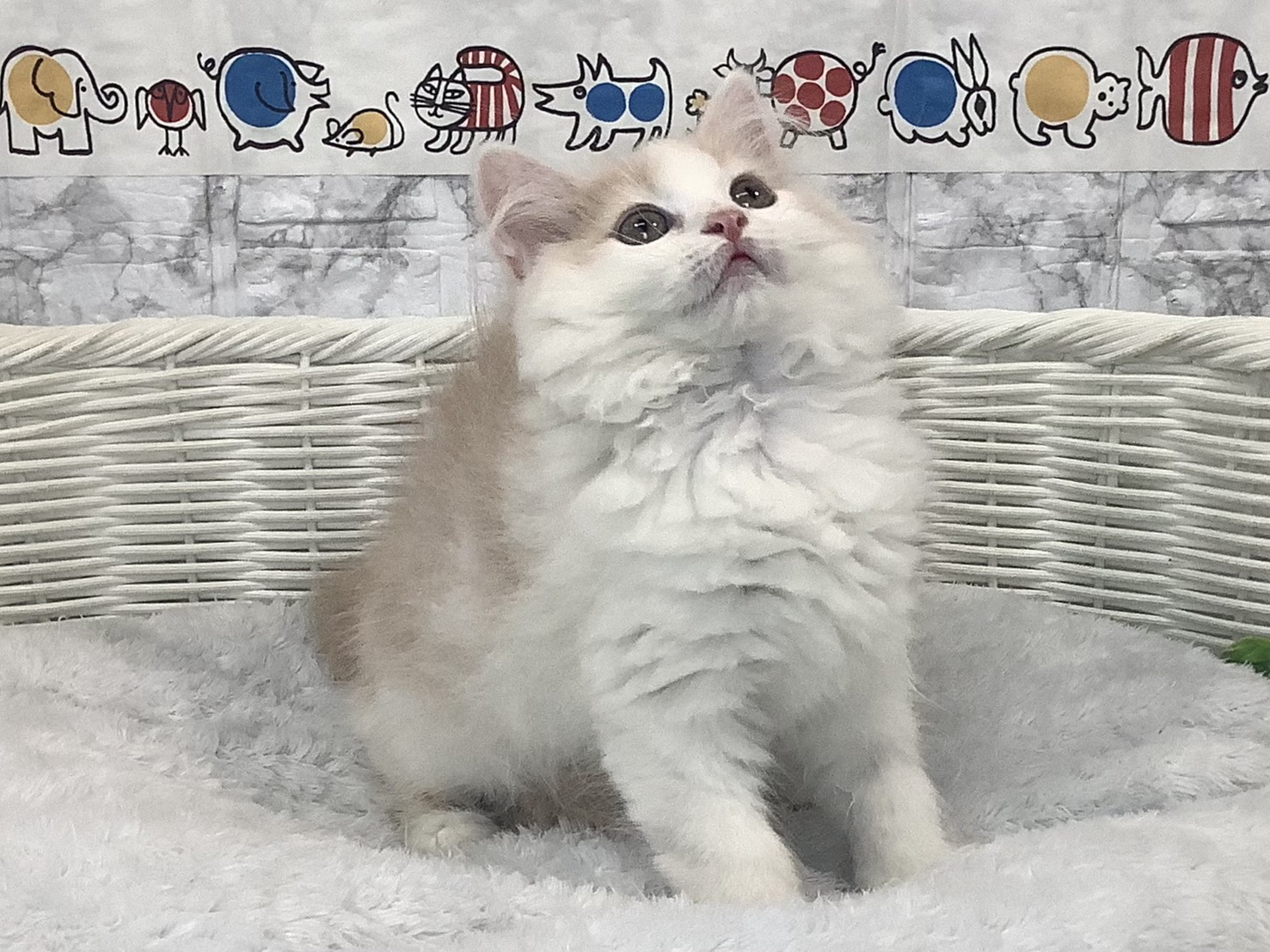 奈良県のマンチカン (マルエスペット 富雄店/2025年9月28日生まれ/女の子/クリームタビーホワイト)の子猫の1枚目の画像