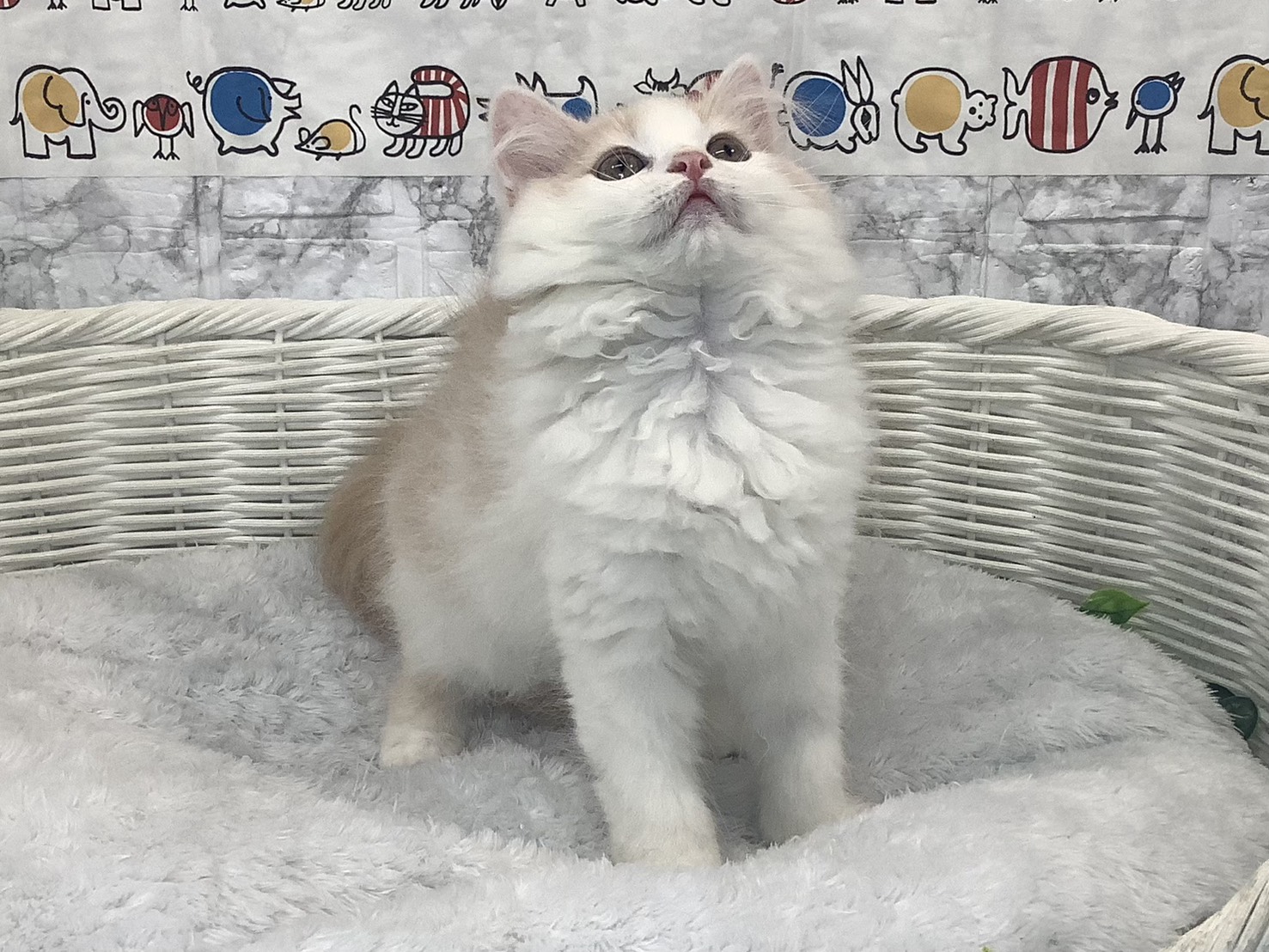 奈良県のマンチカン (マルエスペット 富雄店/2025年9月28日生まれ/女の子/クリームタビーホワイト)の子猫の3枚目の画像