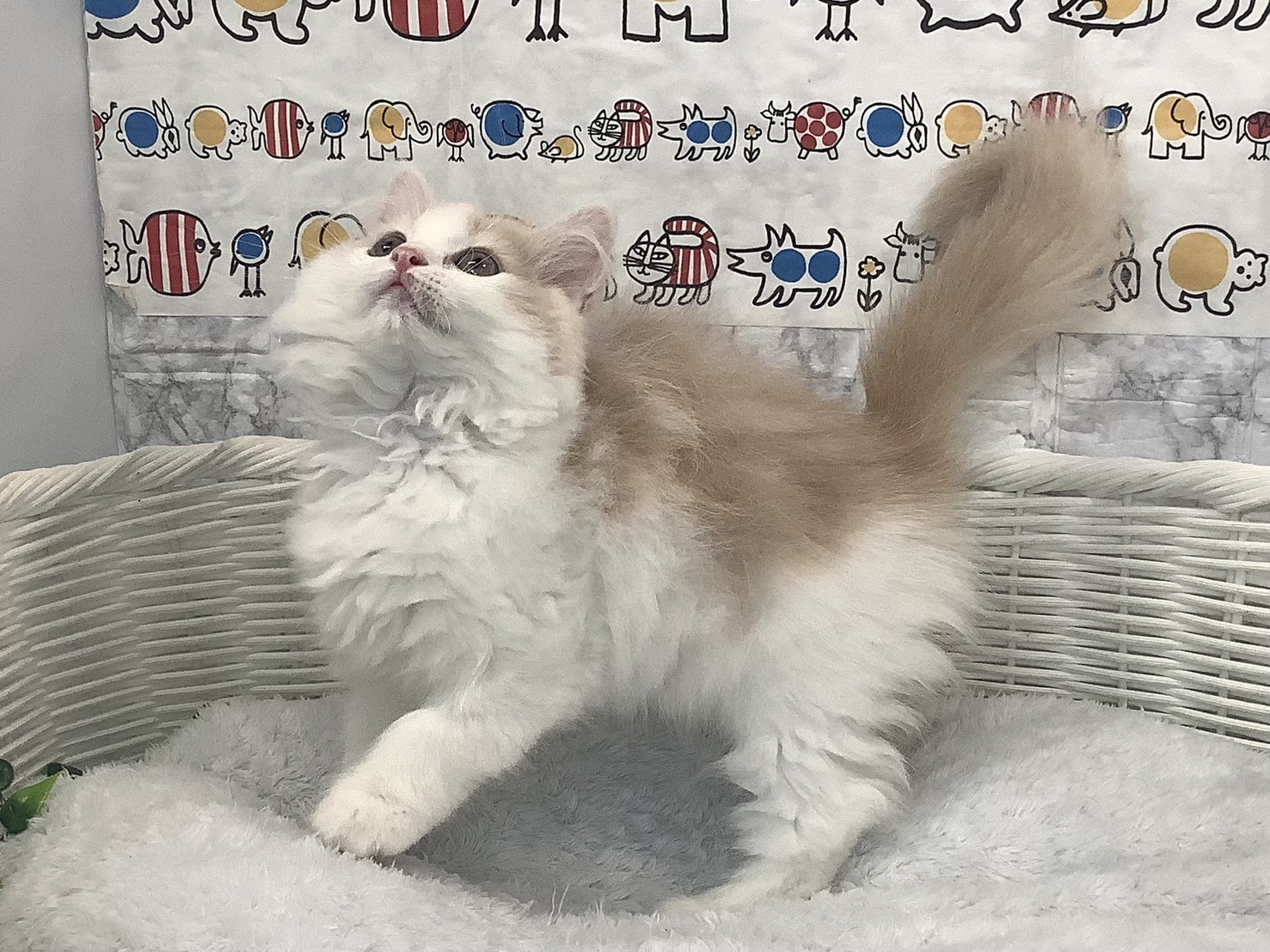 奈良県のマンチカン (マルエスペット 富雄店/2025年9月28日生まれ/女の子/クリームタビーホワイト)の子猫の2枚目の画像
