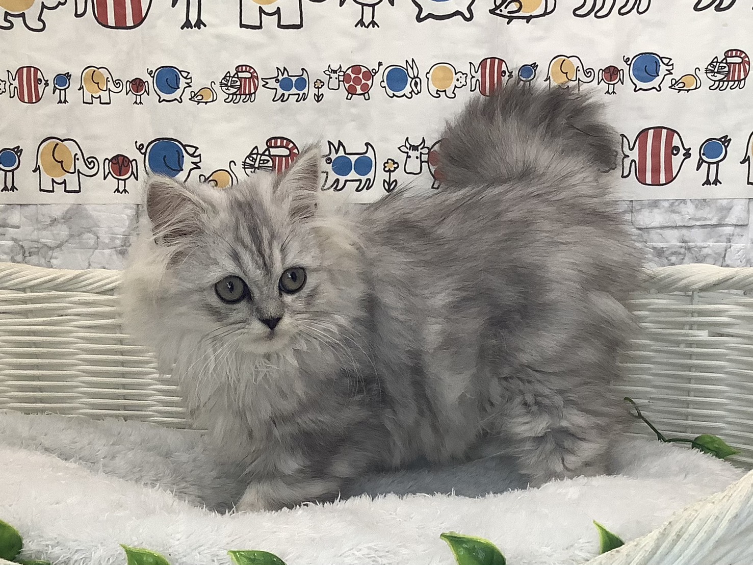 千葉県のハーフ犬・ミックス犬 (マルエスペット千鳥町店/2025年10月5日生まれ/男の子/チンチラシルバー)の子猫の3枚目の画像