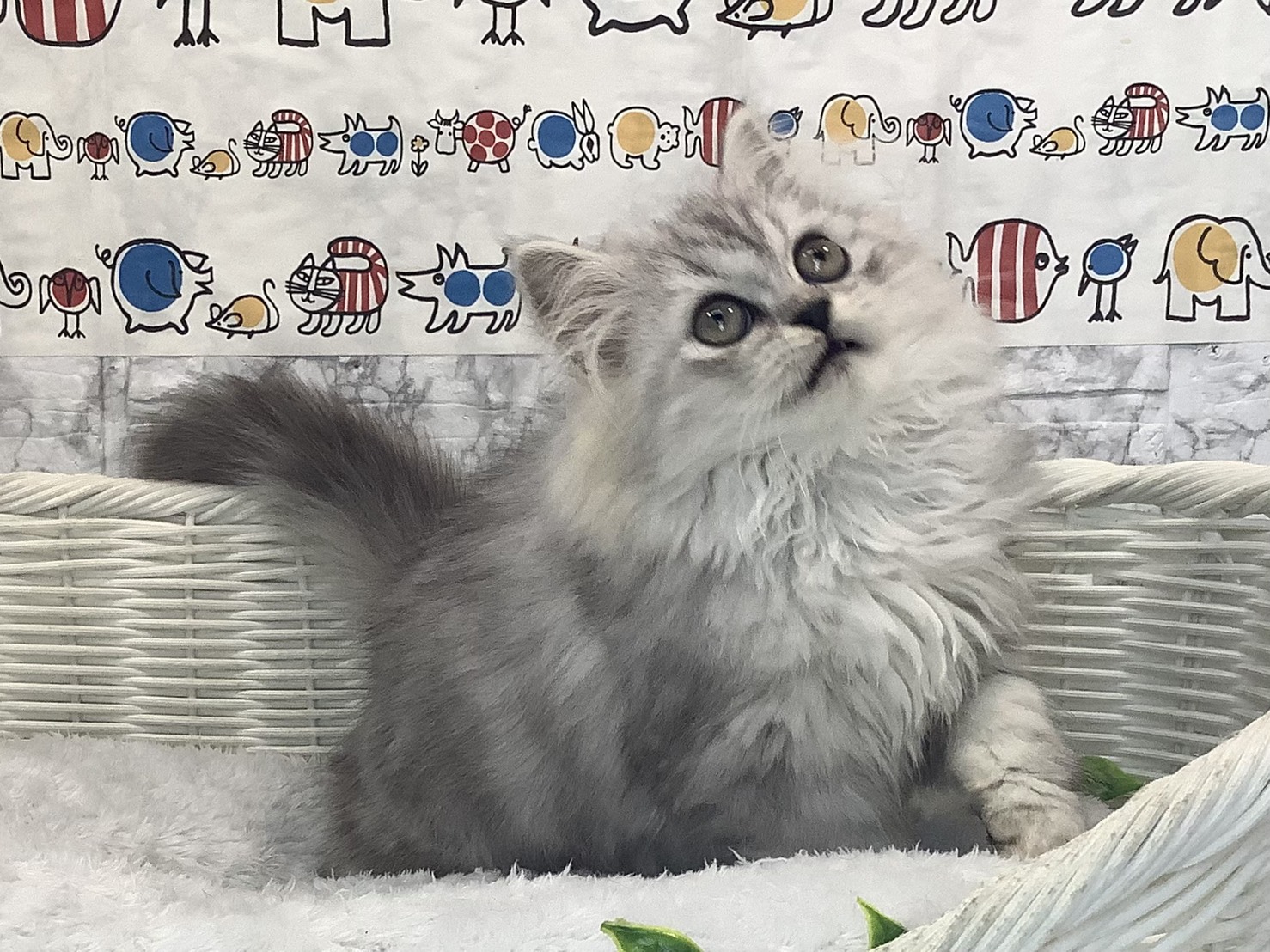 千葉県のハーフ犬・ミックス犬 (マルエスペット千鳥町店/2025年10月5日生まれ/男の子/チンチラシルバー)の子猫の2枚目の画像