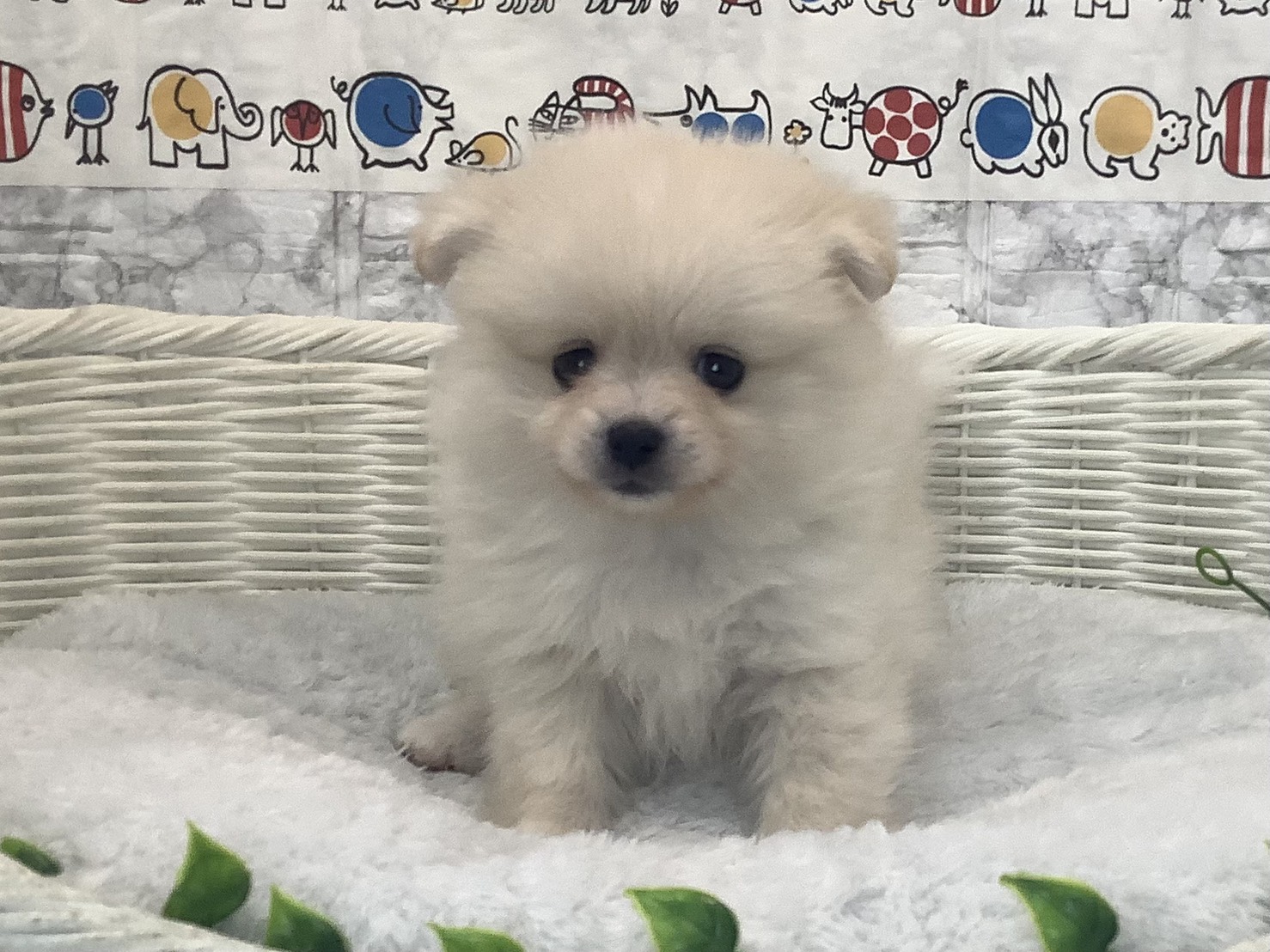 愛知県のポメラニアン (ペッツワン岡崎美合店/2025年10月5日生まれ/男の子/クリーム)の子犬の1枚目の画像
