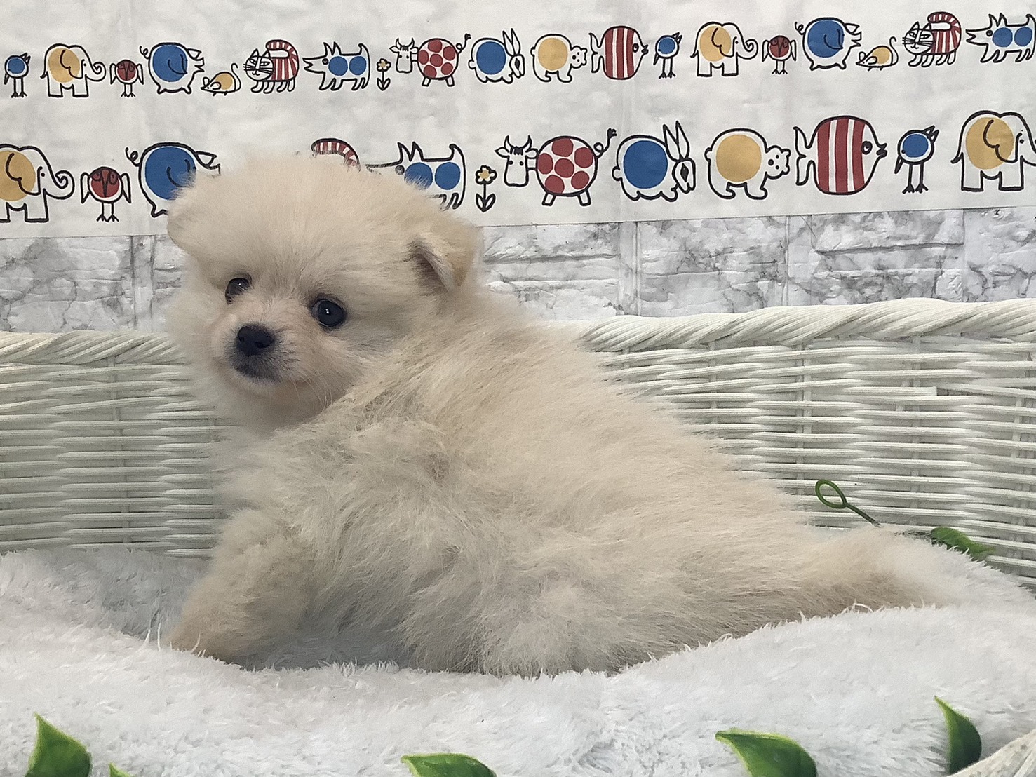 愛知県のポメラニアン (ペッツワン岡崎美合店/2025年10月5日生まれ/男の子/クリーム)の子犬の3枚目の画像