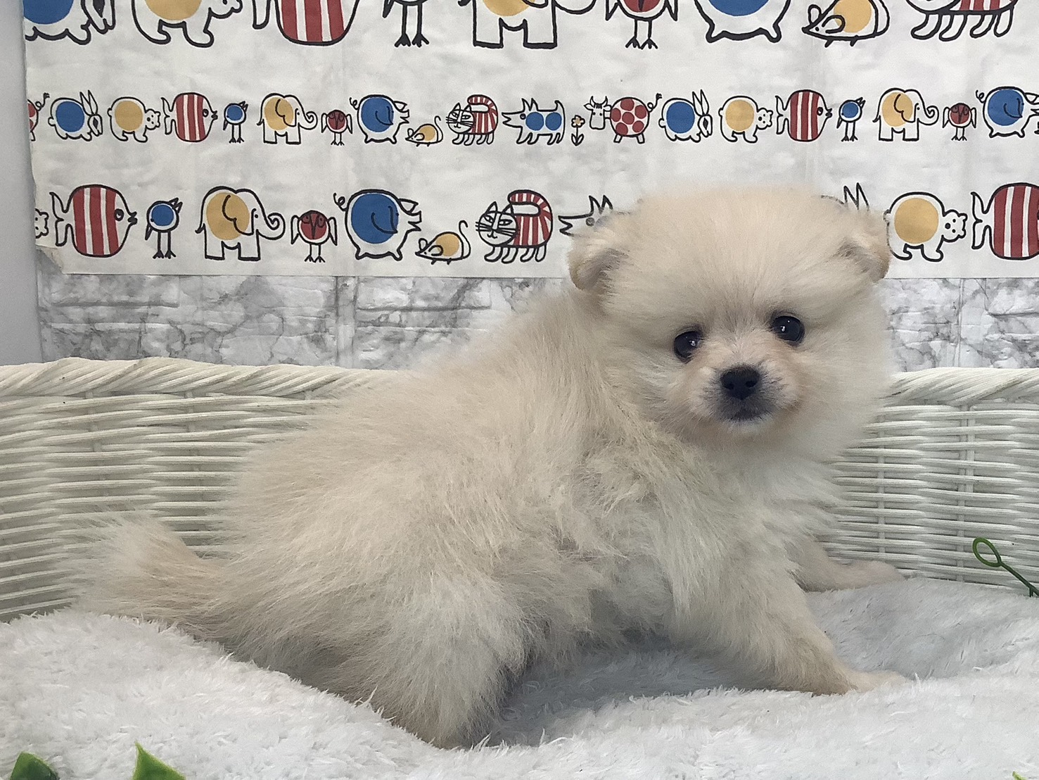 愛知県のポメラニアン (ペッツワン岡崎美合店/2025年10月5日生まれ/男の子/クリーム)の子犬の2枚目の画像