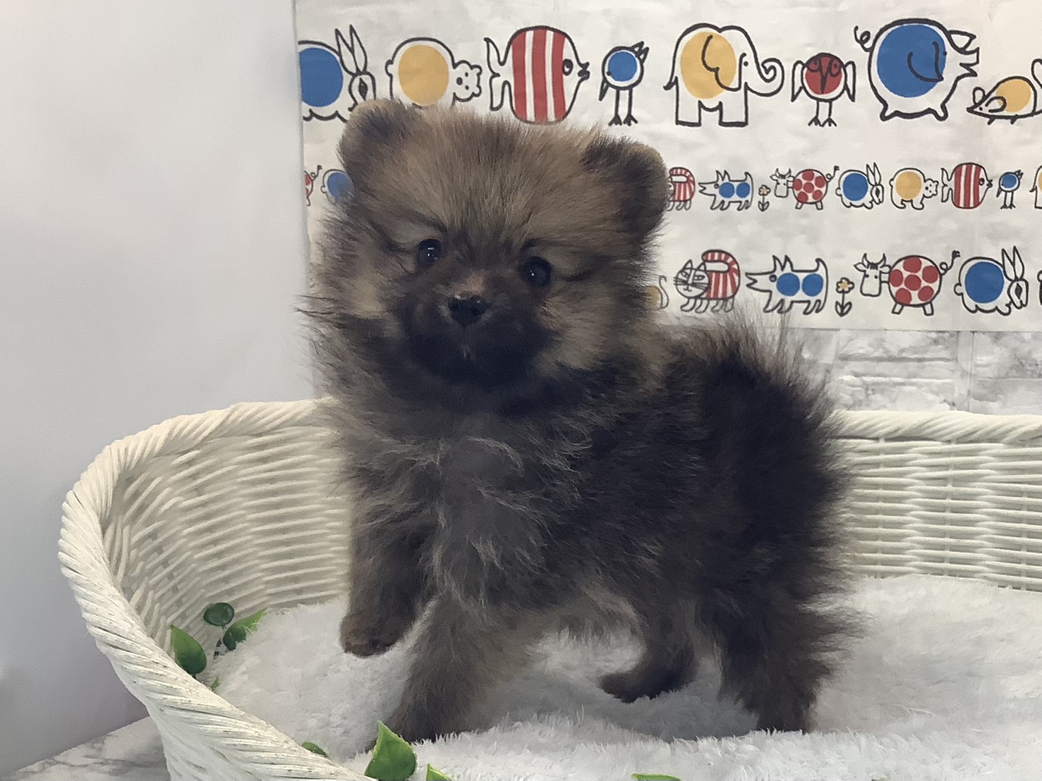 愛知県のポメラニアン (ペッツワン稲沢ハーモニーランド店/2025年10月5日生まれ/男の子/オレンジセーブル)の子犬の2枚目の画像