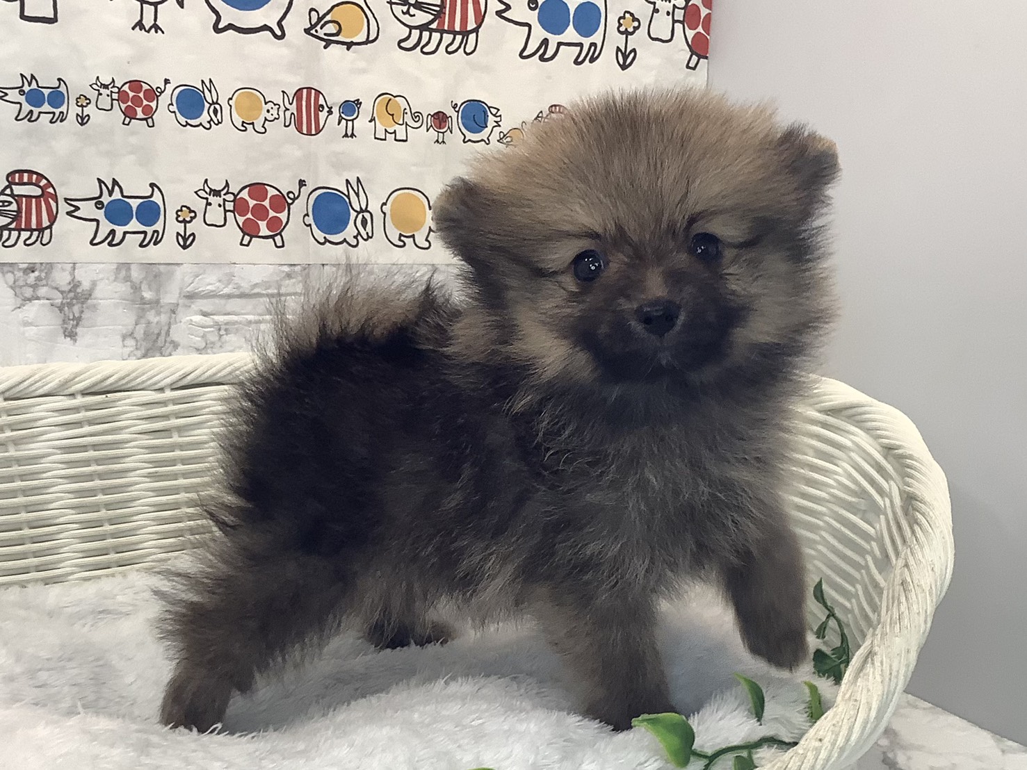 愛知県のポメラニアン (ペッツワン稲沢ハーモニーランド店/2025年10月5日生まれ/男の子/オレンジセーブル)の子犬の3枚目の画像