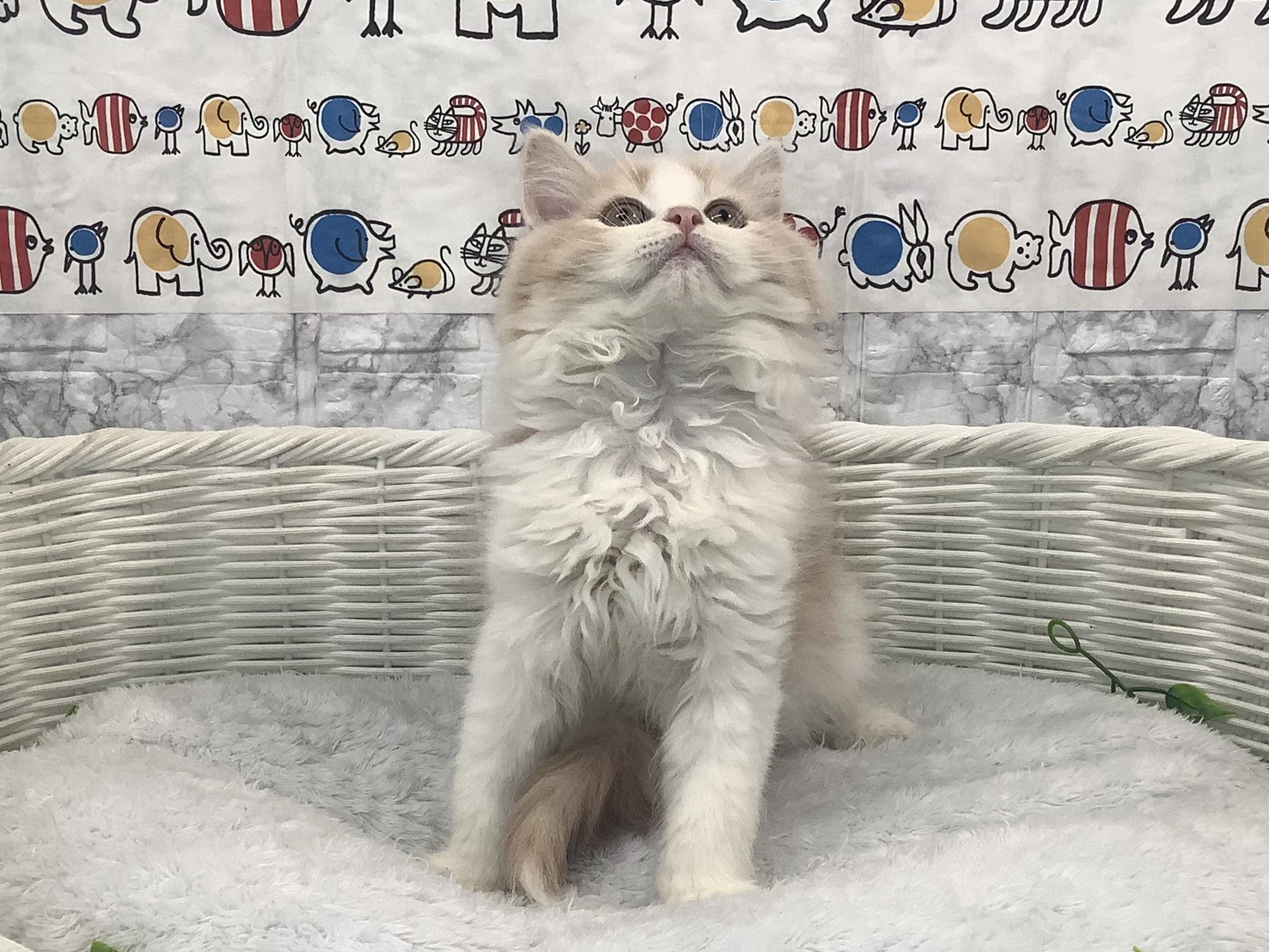 静岡県のマンチカン (マルエスペット島田店/2025年9月28日生まれ/男の子/クリームタビーホワイト)の子猫の1枚目の画像