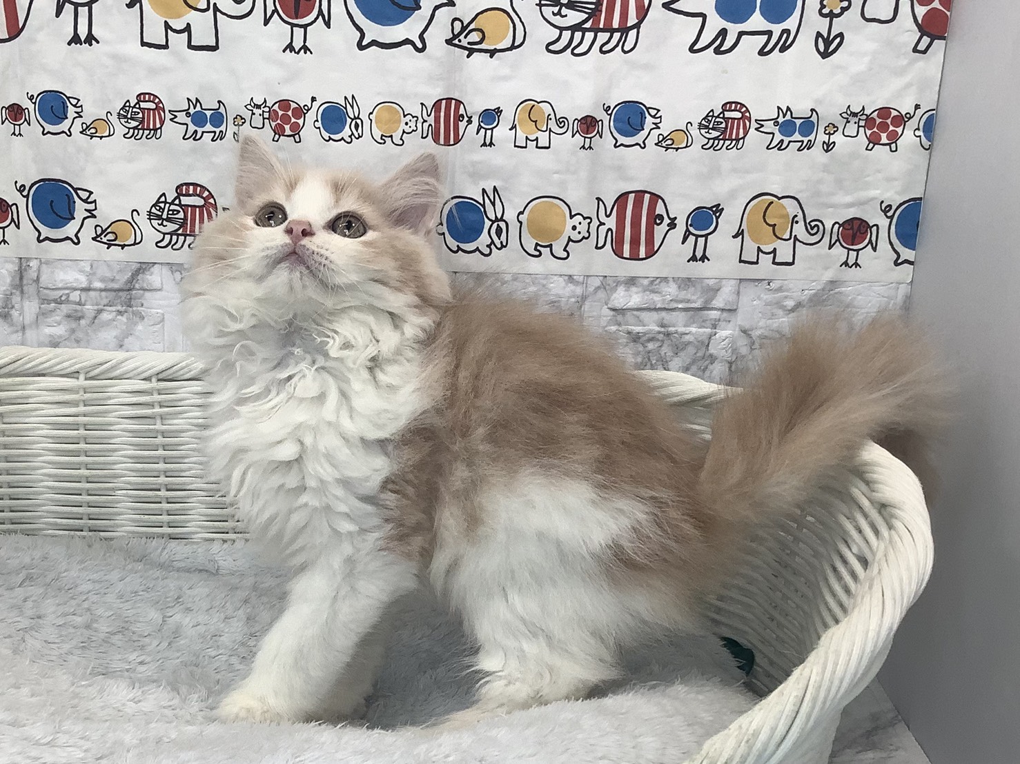 静岡県のマンチカン (マルエスペット島田店/2025年9月28日生まれ/男の子/クリームタビーホワイト)の子猫の2枚目の画像