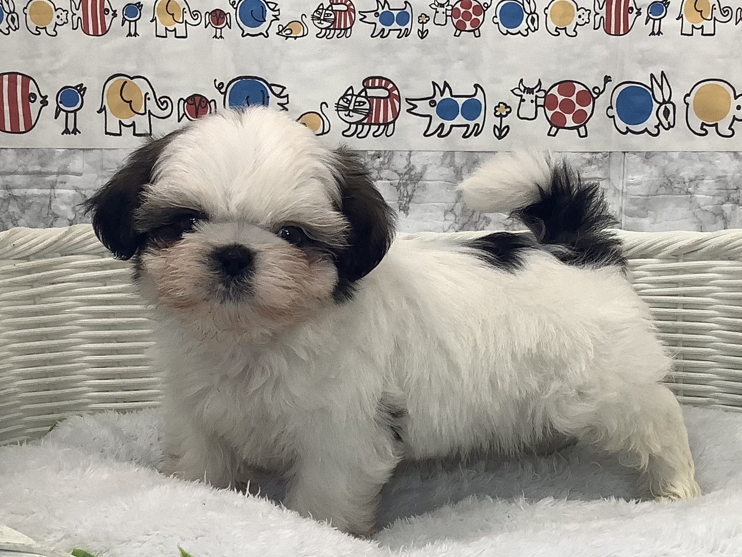 愛知県のシーズー (ペッツワン稲沢ハーモニーランド店/2025年10月5日生まれ/男の子/ホワイトゴールド)の子犬の2枚目の画像