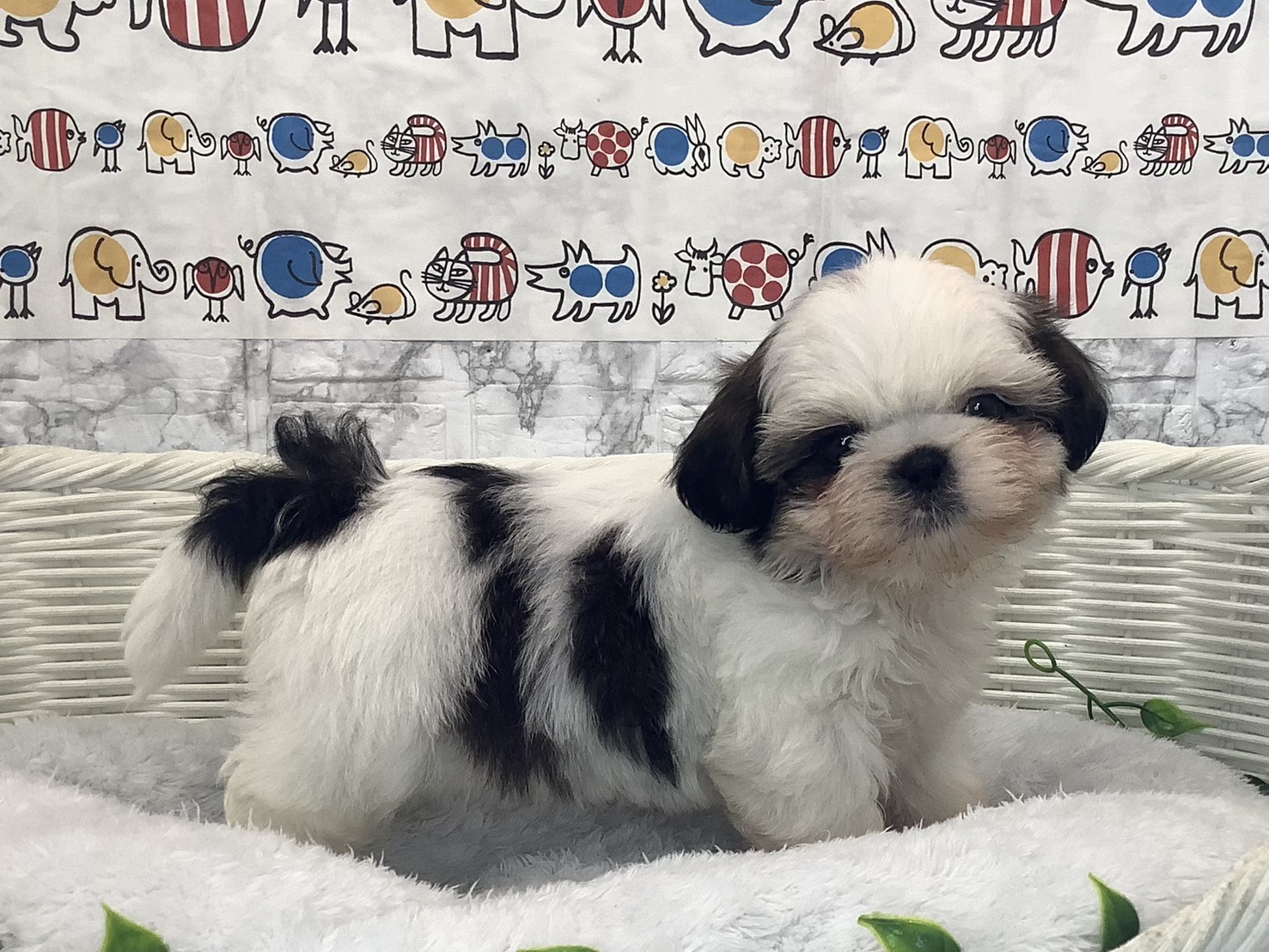愛知県のシーズー (ペッツワン稲沢ハーモニーランド店/2025年10月5日生まれ/男の子/ホワイトゴールド)の子犬の3枚目の画像